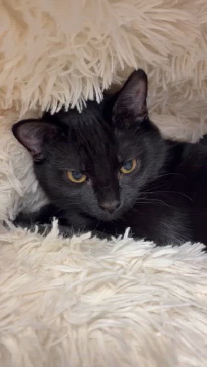 Enlarge Helia, a Adopted Domestic Short Hair in Kingston, MA video 2/3