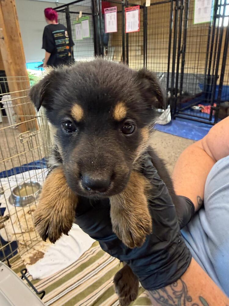 Enlarge Beth, a Adoptable mixed breed in Calgary, AB image 1/1