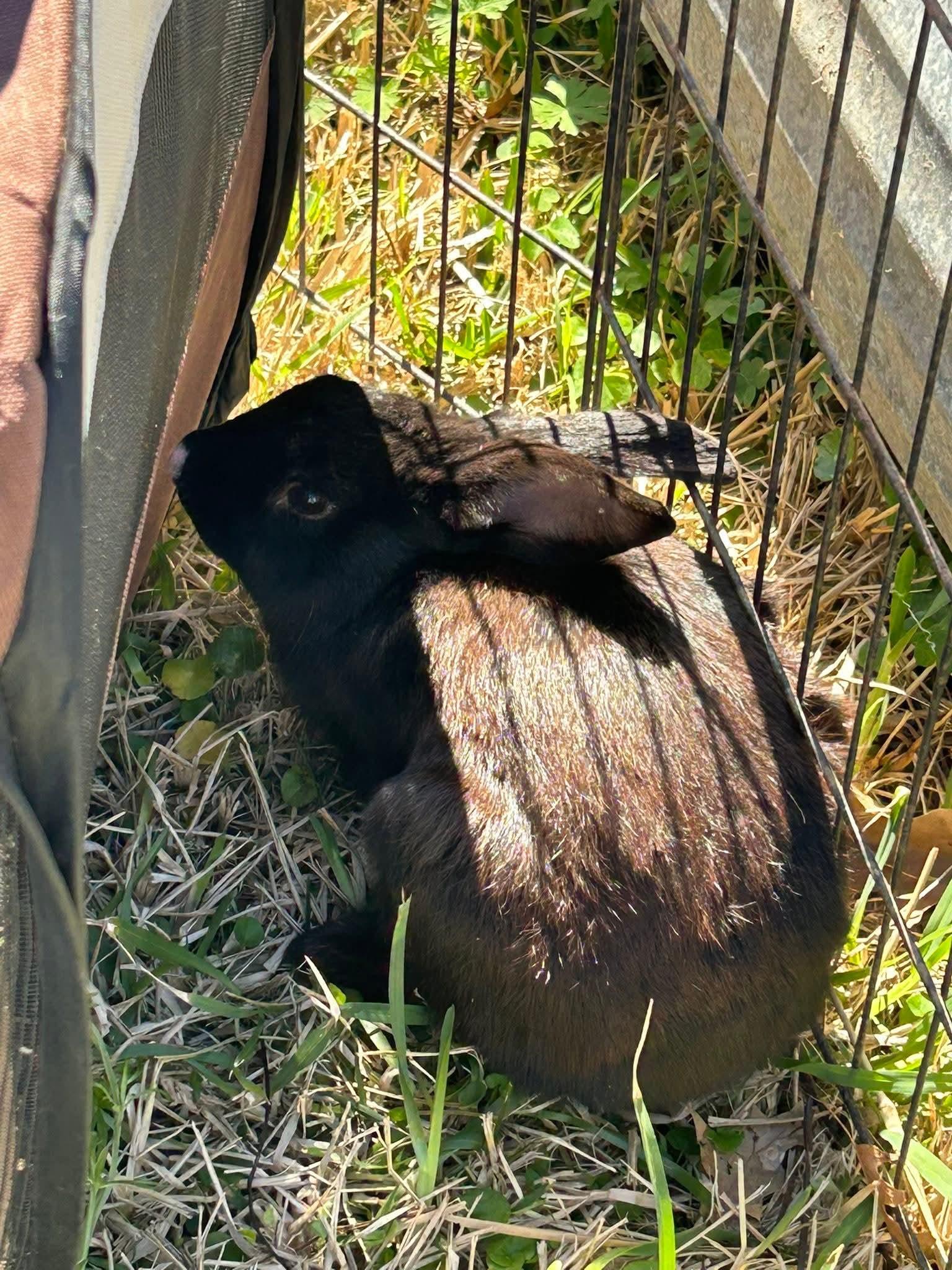 Sharpie, a ADOPTABLE mixed breed in Paradis, LA image 2/2