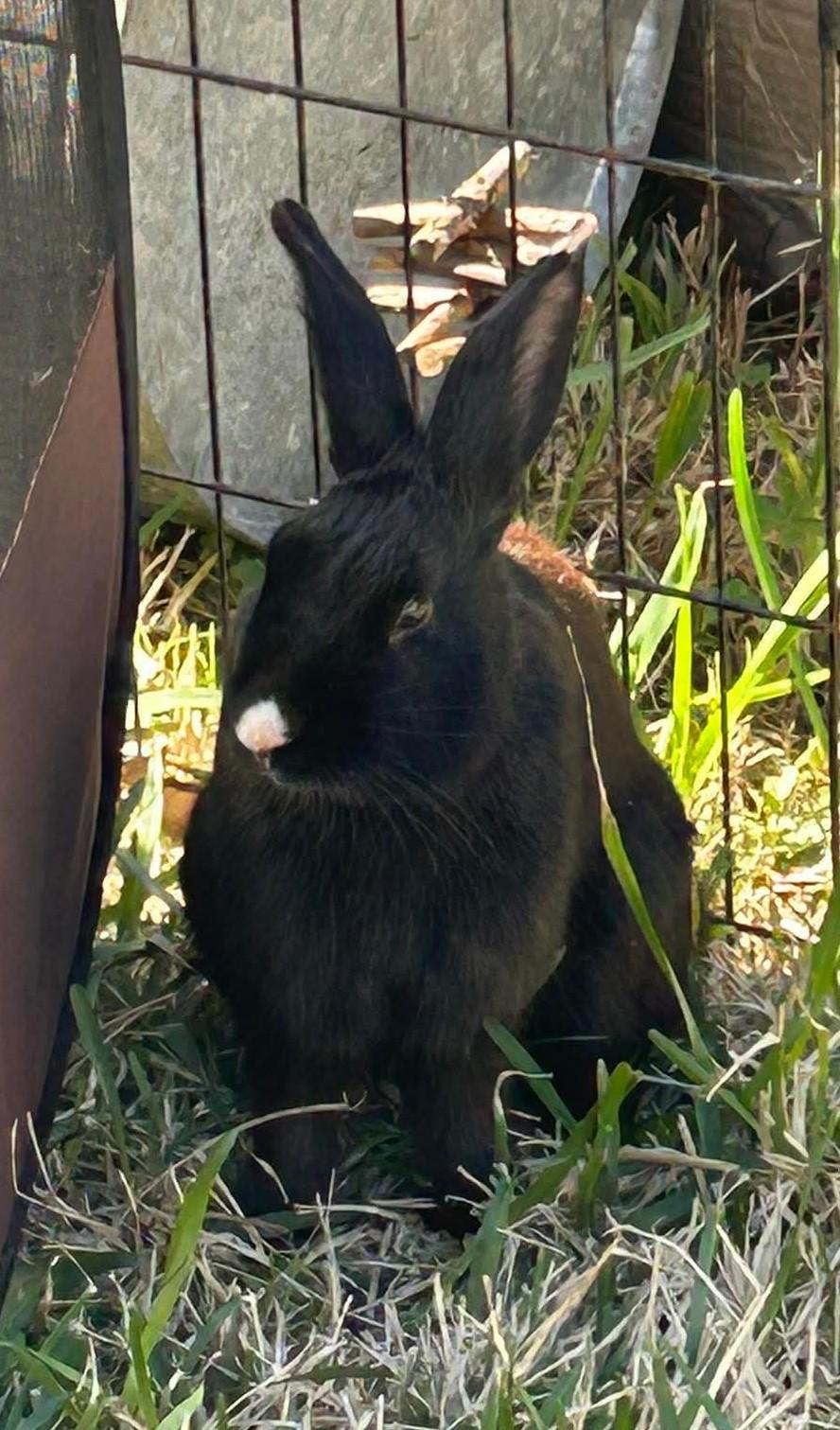 Sharpie, ADOPTABLE, Adult Male Bunny Rabbit.