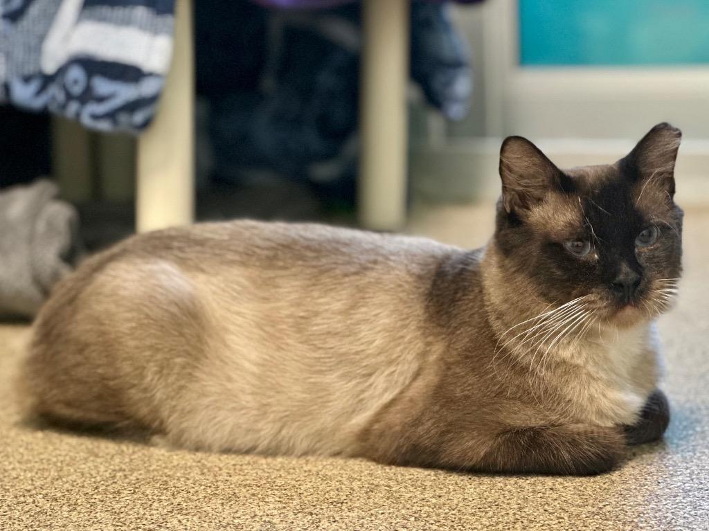 Enlarge Nakoon, a Adoptable Siamese in Cape Coral, FL image 1/3