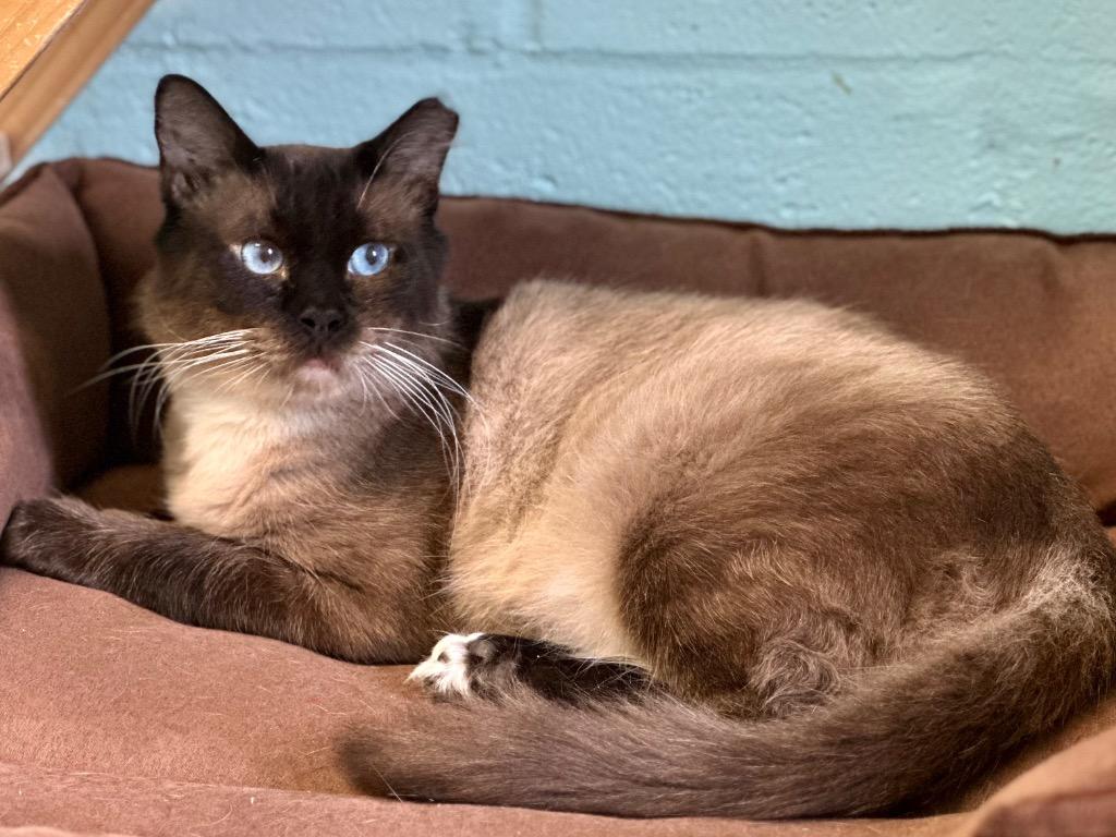 Enlarge Nakoon, a Adoptable Siamese in Cape Coral, FL image 2/3