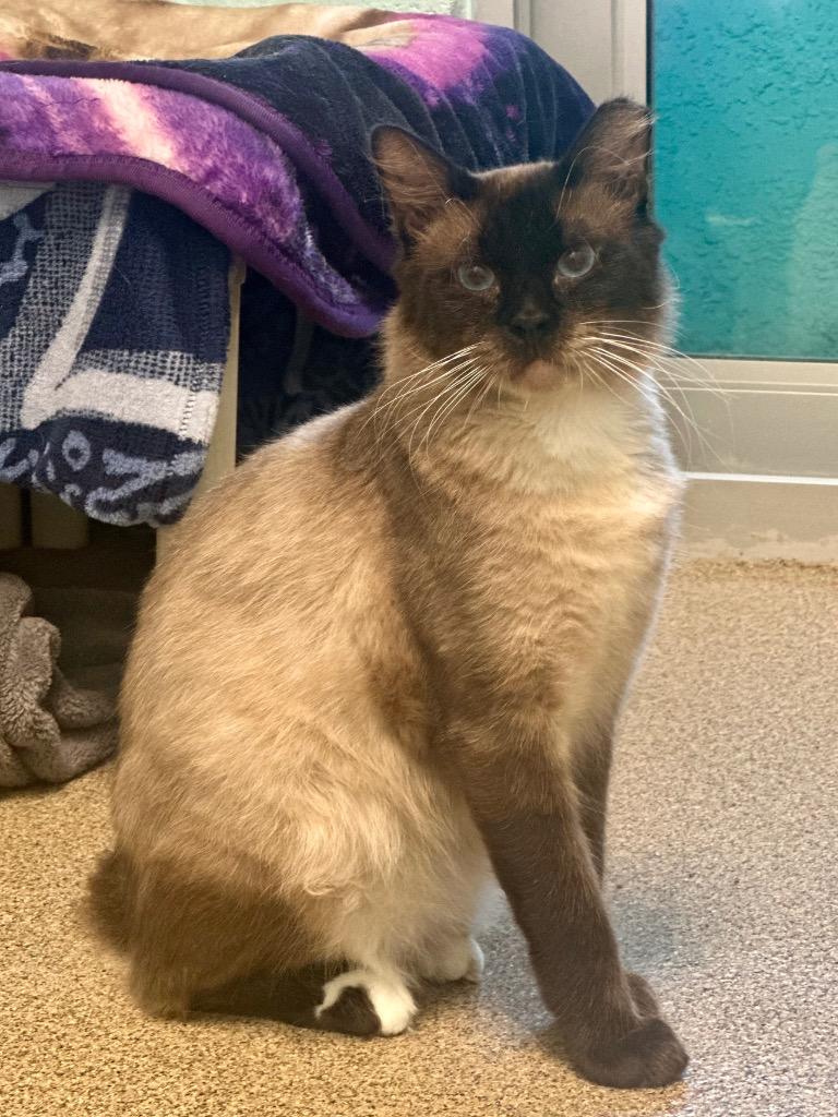 Enlarge Nakoon, a Adoptable Siamese in Cape Coral, FL image 3/3