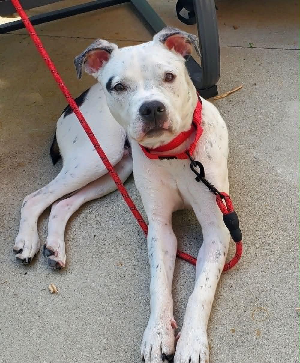 Enlarge Skip Bo, a Adoptable mixed breed in St. Clair Shores, MI image 1/5