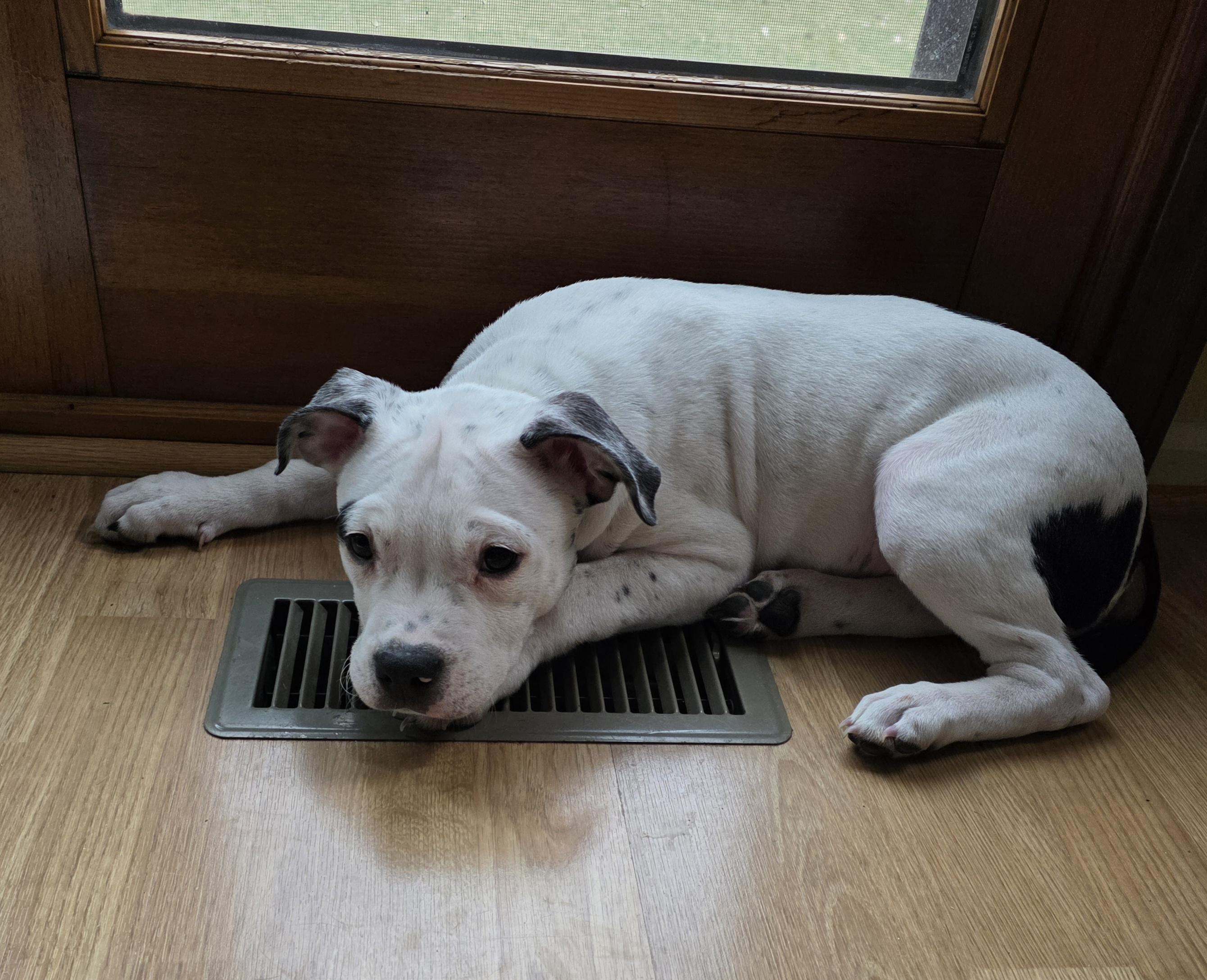 Enlarge Skip Bo, a Adoptable mixed breed in St. Clair Shores, MI image 4/5