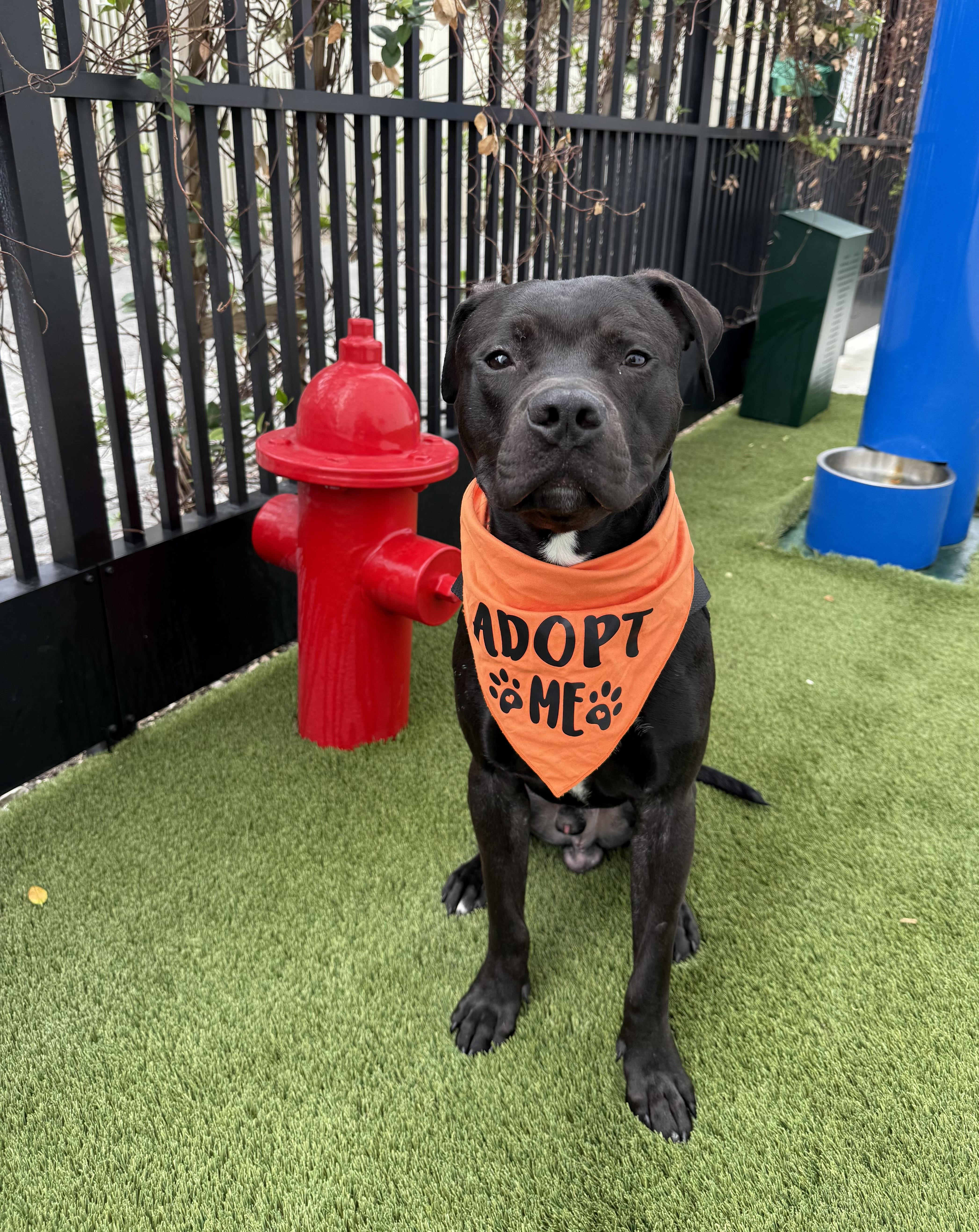 Enlarge Onyx, a Adopted mixed breed in North Miami, FL image 1/5