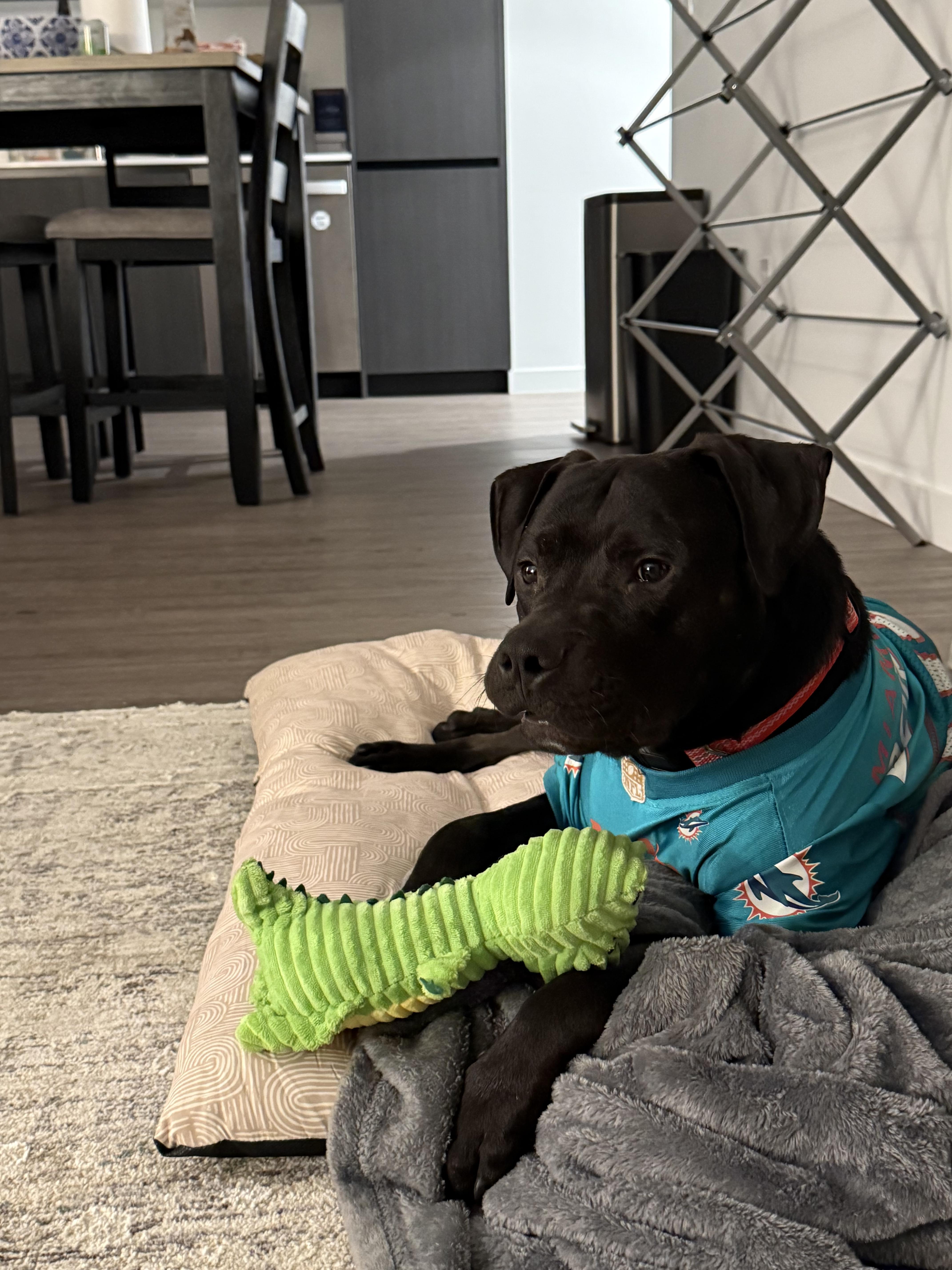 Enlarge Onyx, a Adopted mixed breed in North Miami, FL image 2/5