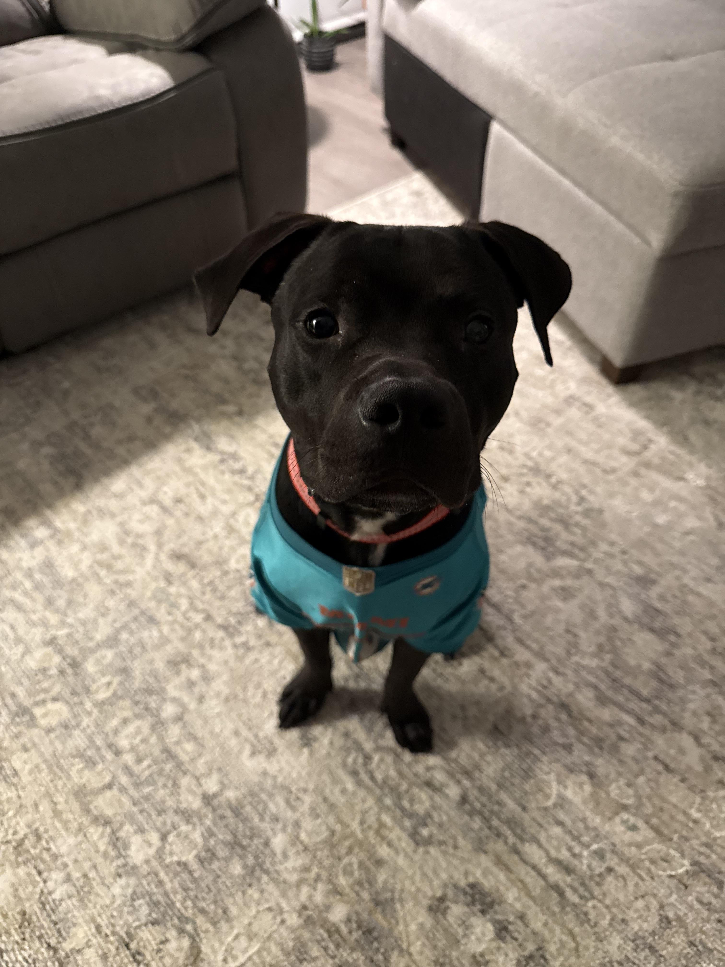 Enlarge Onyx, a Adopted mixed breed in North Miami, FL image 3/5