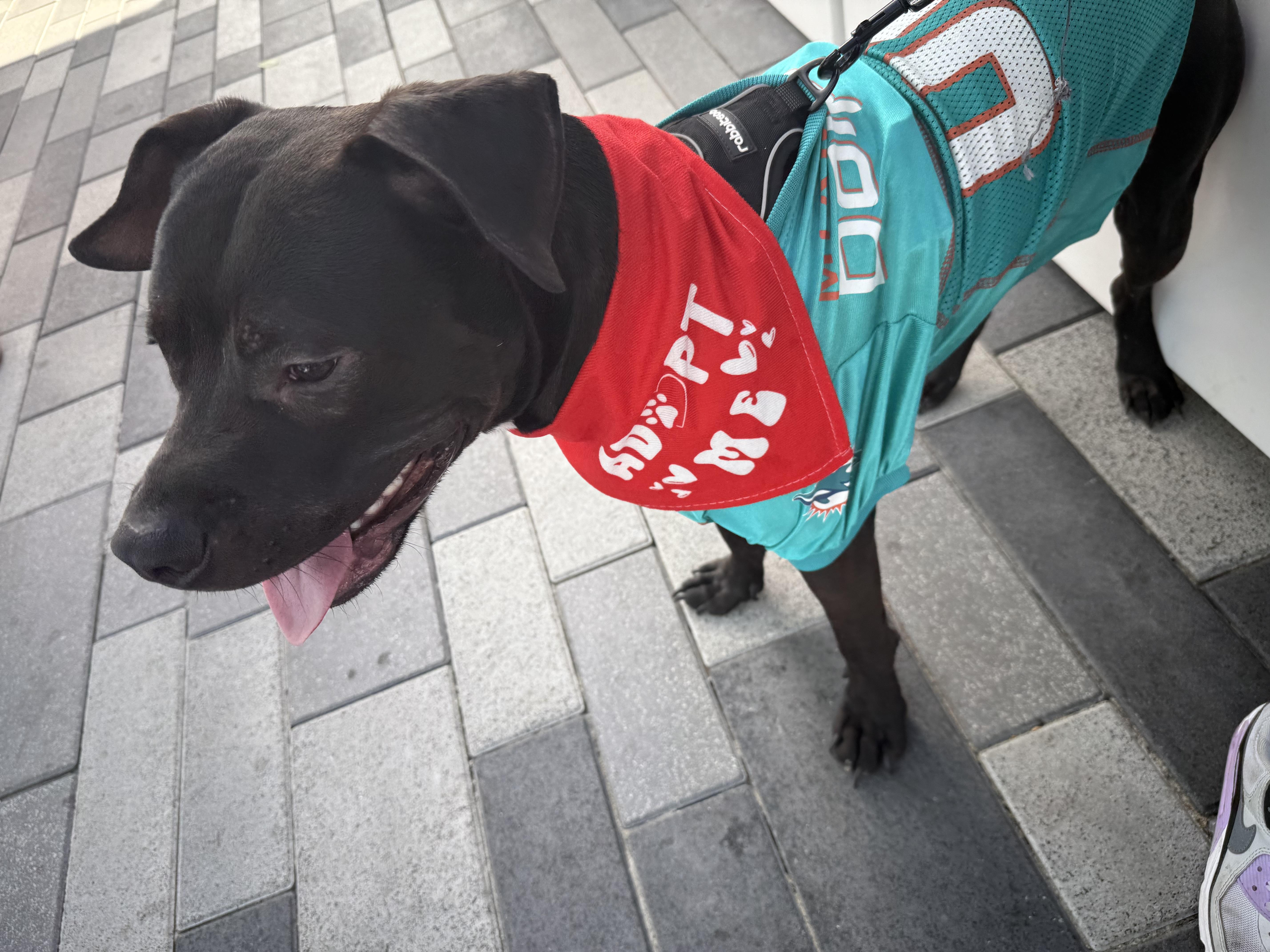 Enlarge Onyx, a Adopted mixed breed in North Miami, FL image 4/5
