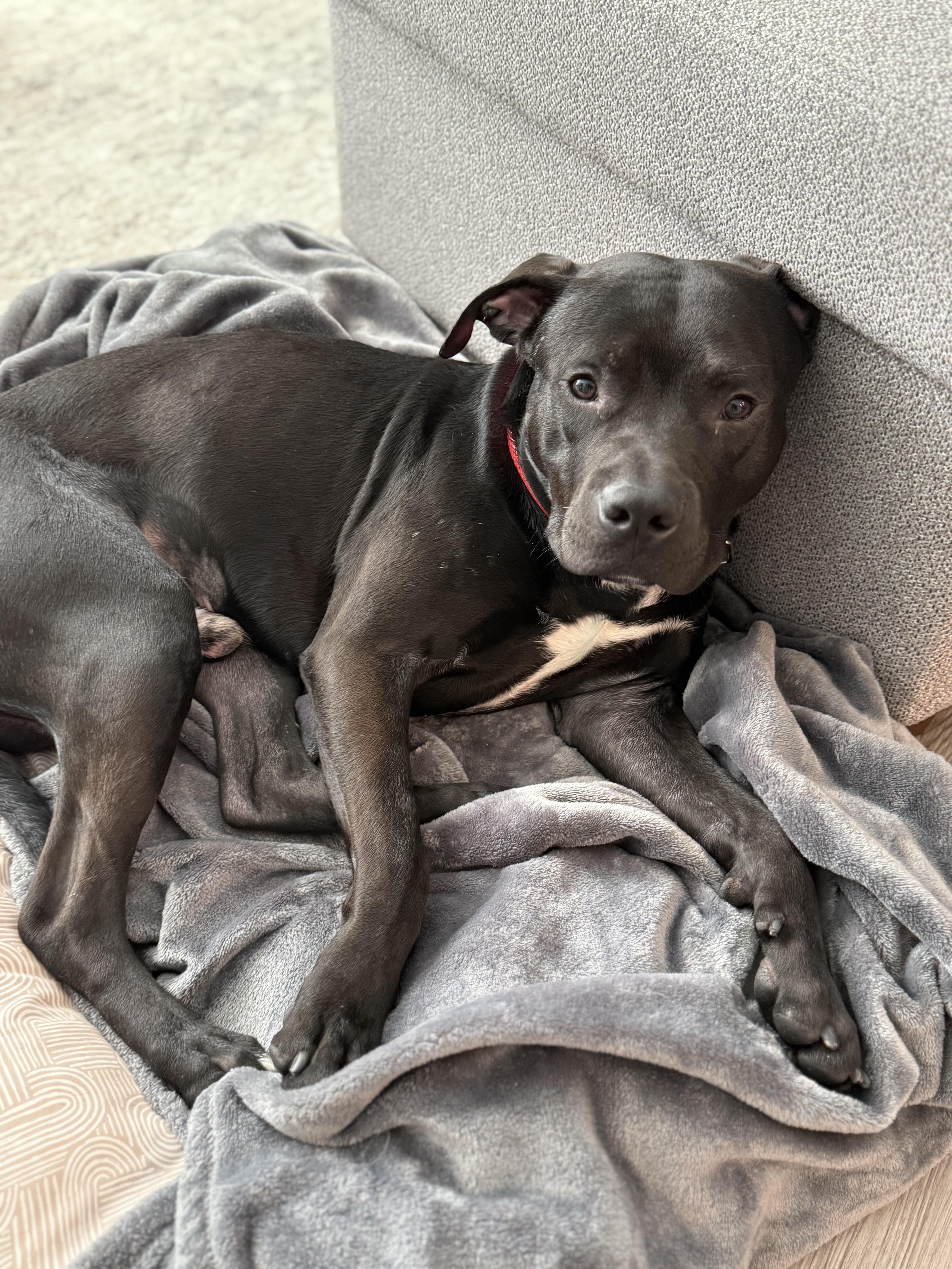 Enlarge Onyx, a Adopted mixed breed in North Miami, FL image 5/5