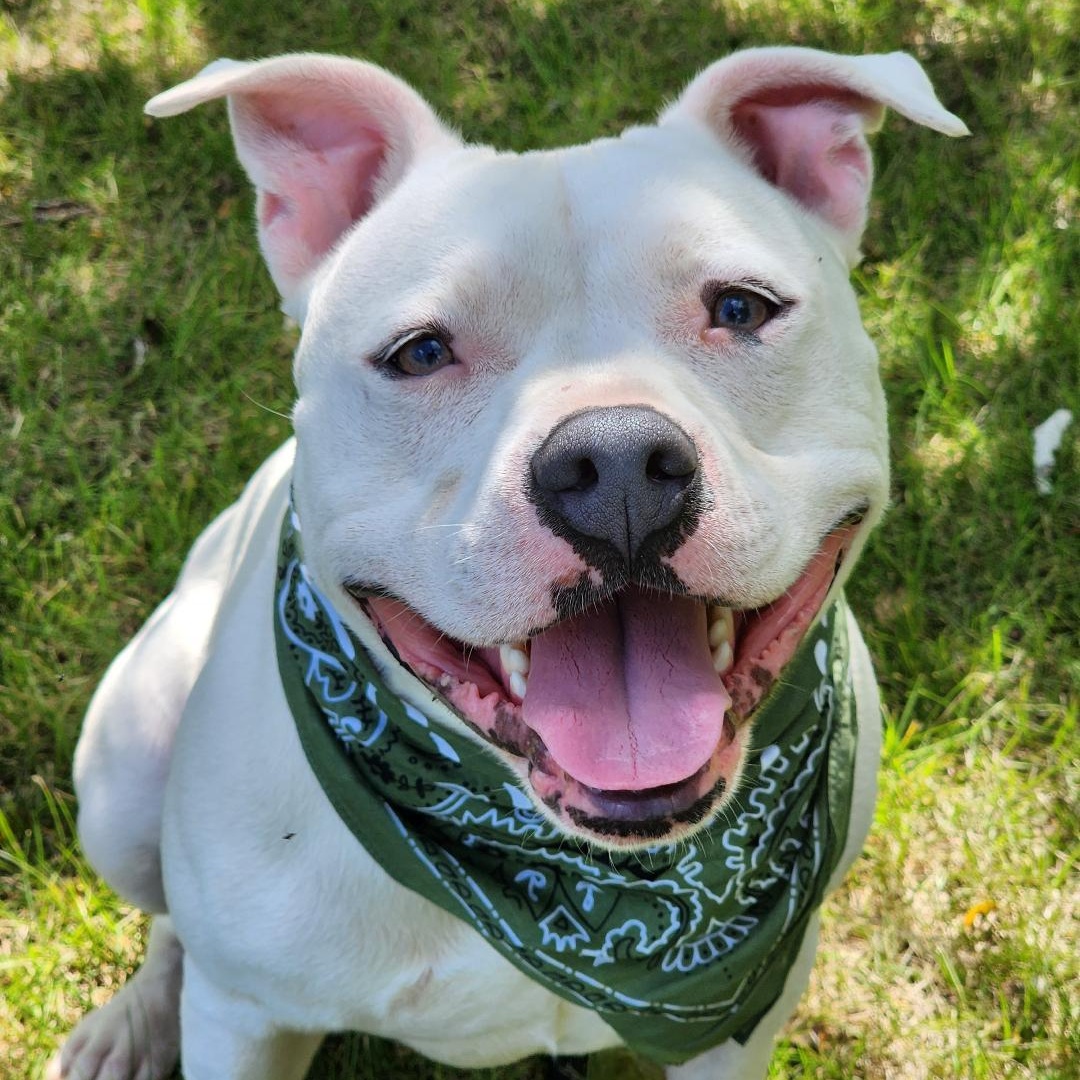 Mozzarella, Adoptable, Adult Male American Bulldog.