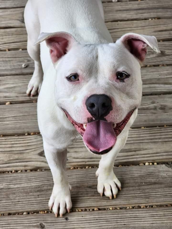 Mozzarella, a Adoptable mixed breed in Phenix City, AL image 3/5