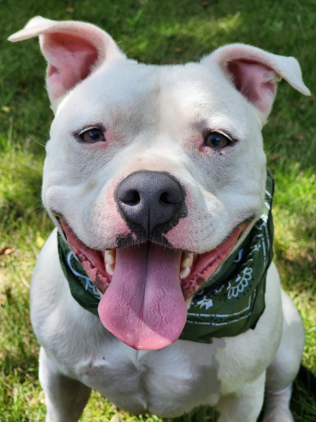 Mozzarella, a Adoptable mixed breed in Phenix City, AL image 5/5