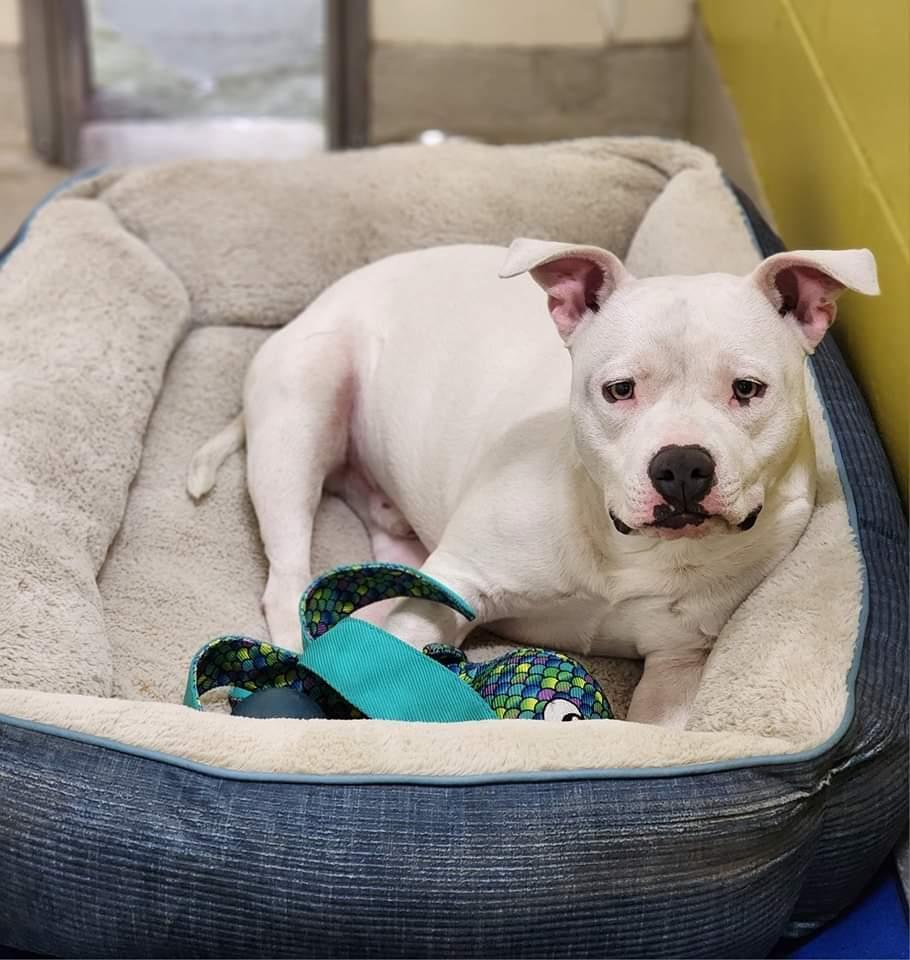 Mozzarella, a Adoptable mixed breed in Phenix City, AL image 4/5