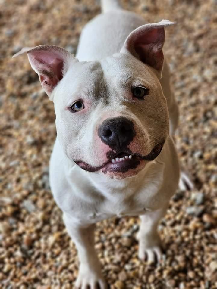 Mozzarella, a Adoptable mixed breed in Phenix City, AL image 2/5