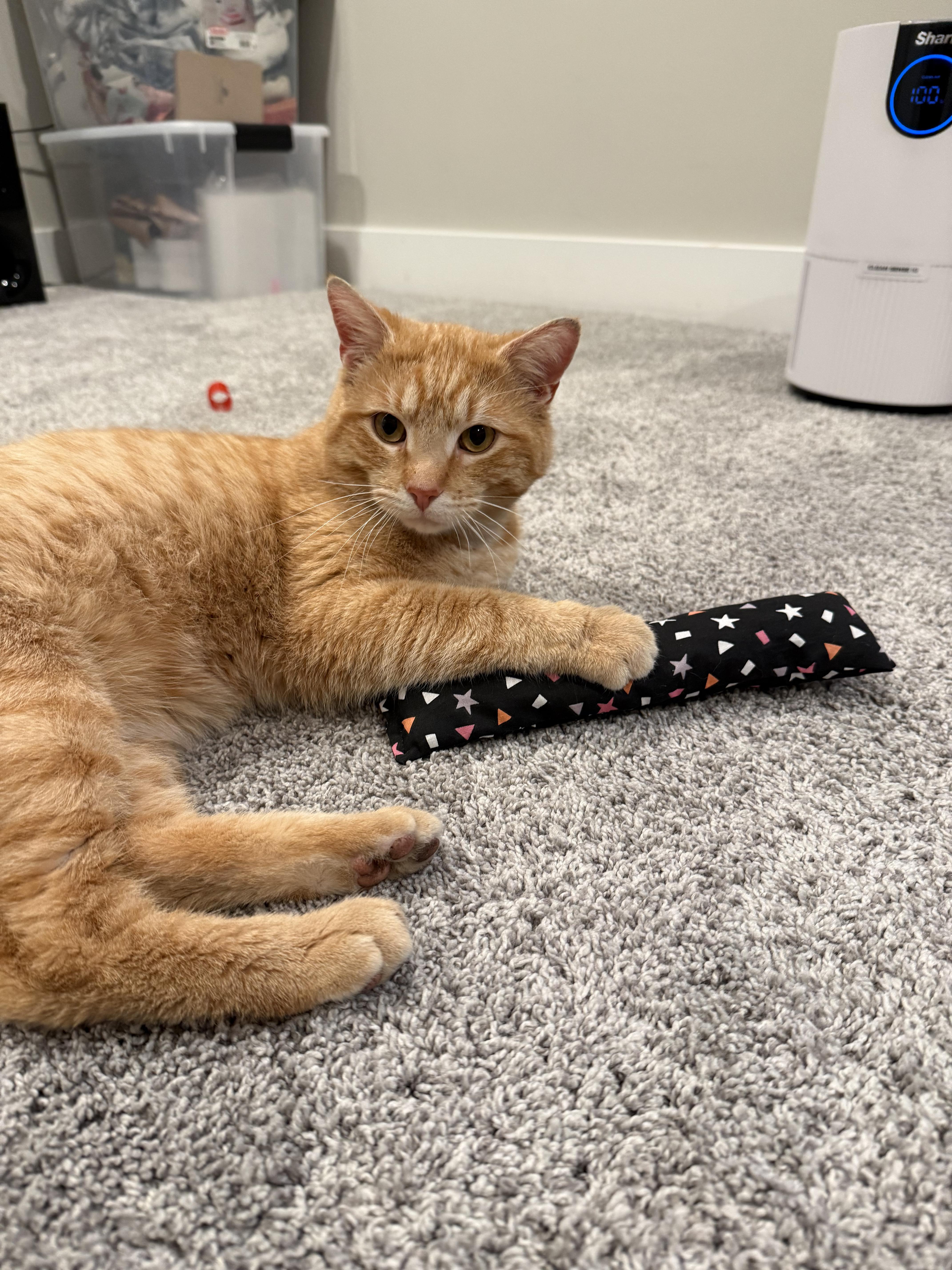 Enlarge Knox, an adopted Domestic Short Hair in Columbus, OH image 4/5