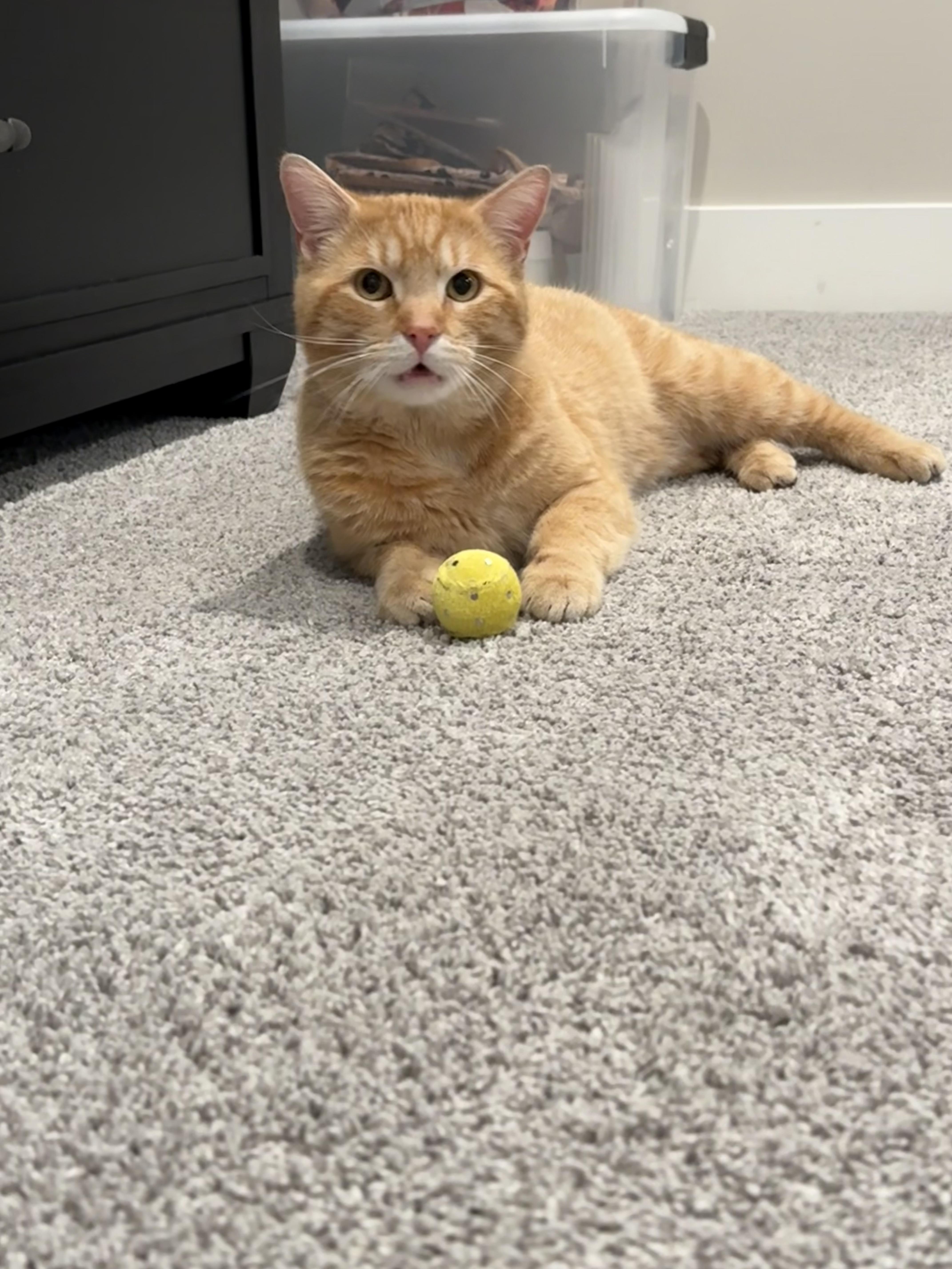 Enlarge Knox, an adopted Domestic Short Hair in Columbus, OH image 3/5