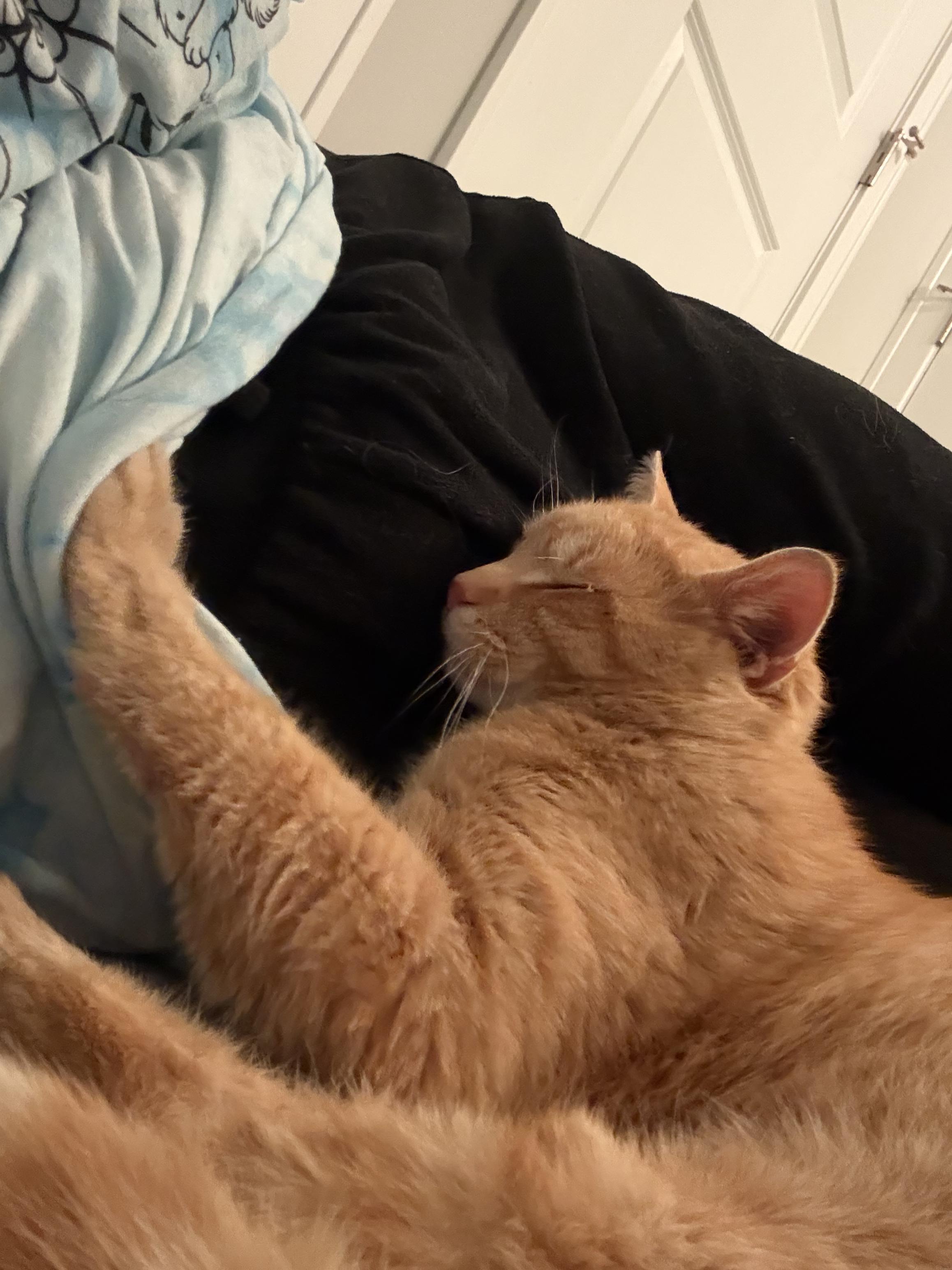 Enlarge Knox, an adopted Domestic Short Hair in Columbus, OH image 2/5