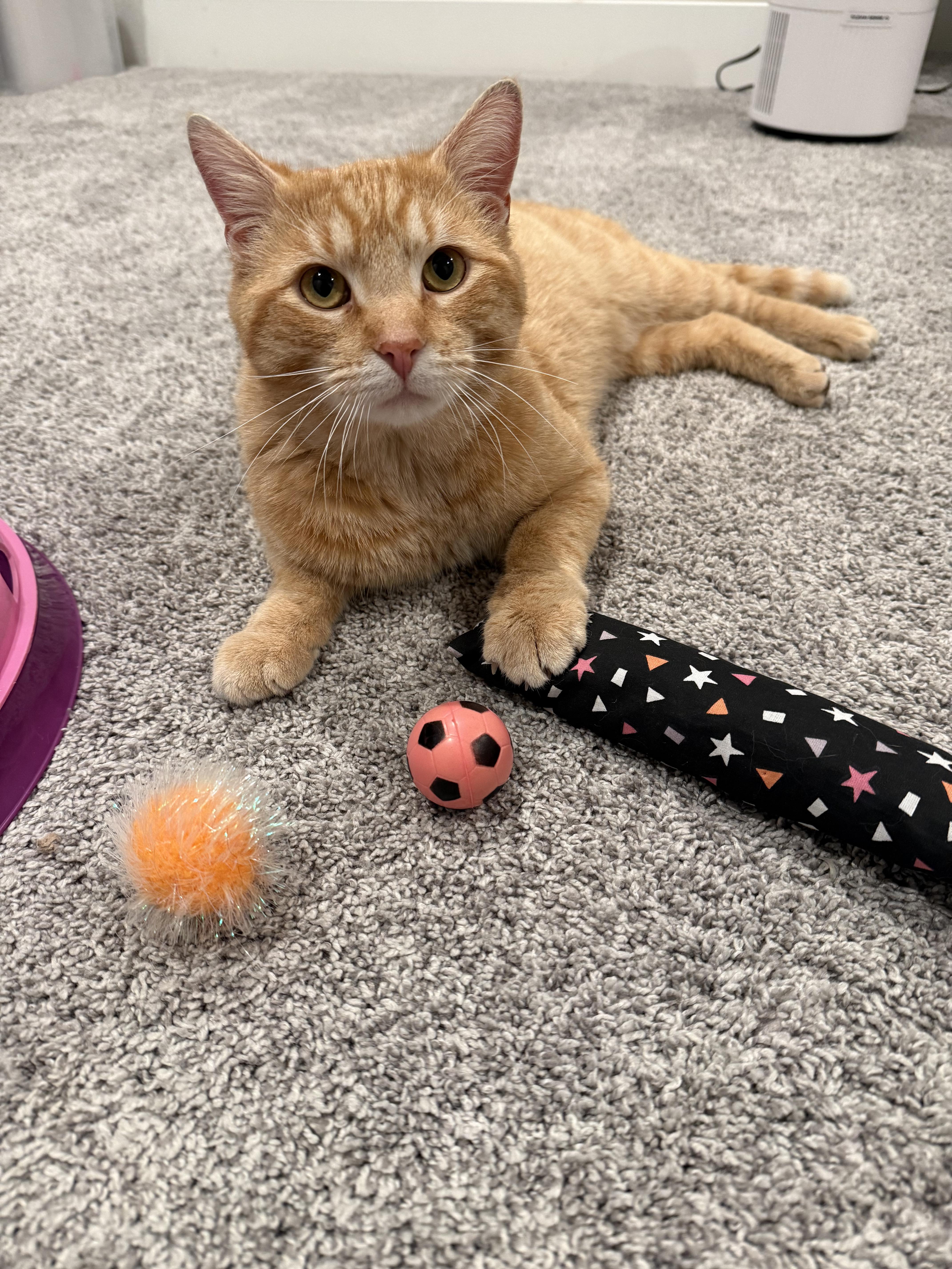 Knox, adopted, Young Male Domestic Short Hair.