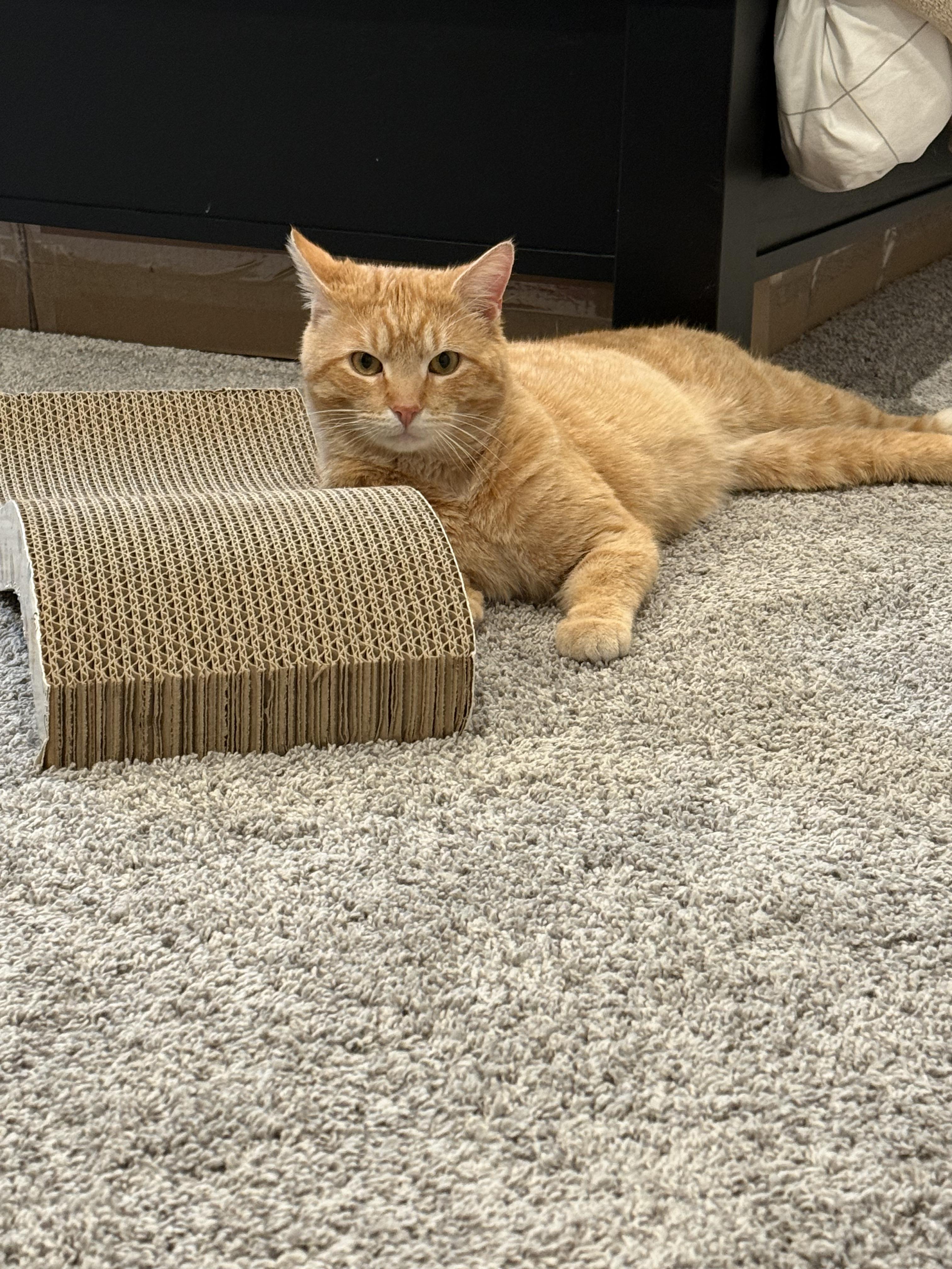 Enlarge Knox, an adopted Domestic Short Hair in Columbus, OH image 5/5