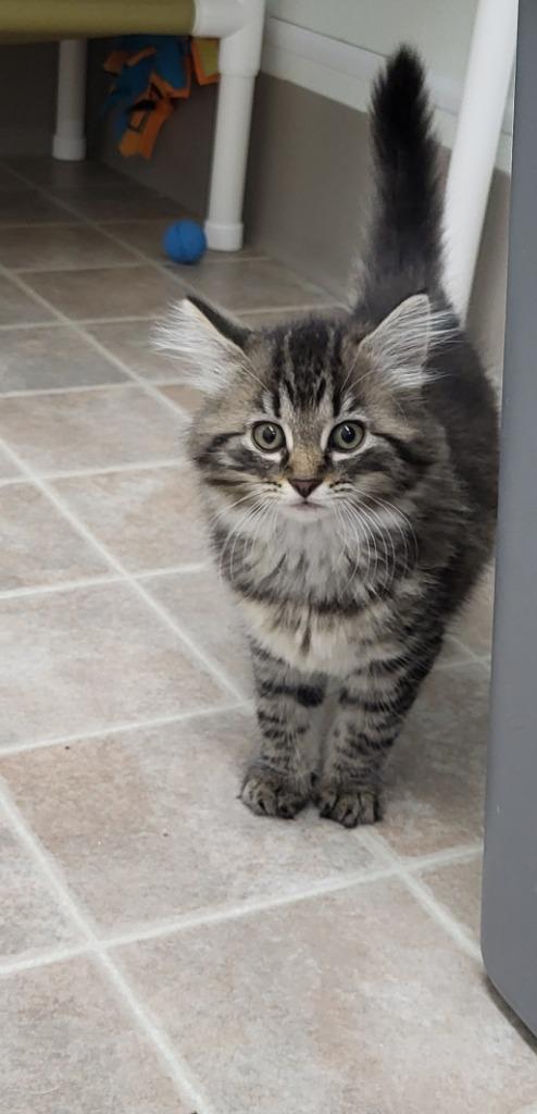 Willow, Adopted, Kitten Female Domestic Long Hair.