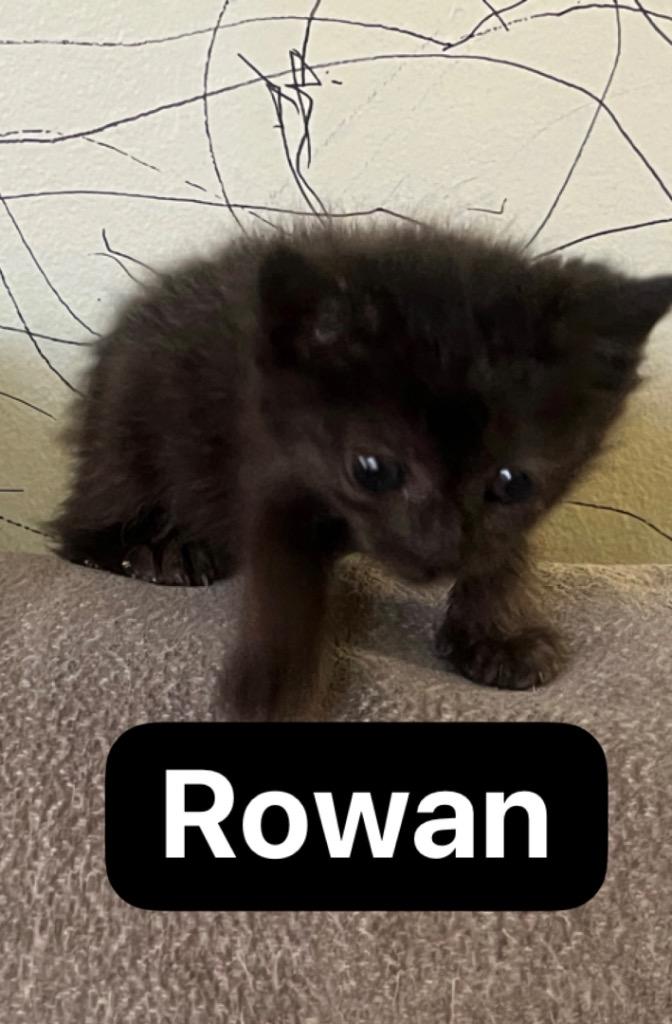 Rowan, Adoptable, Kitten Male Domestic Short Hair.