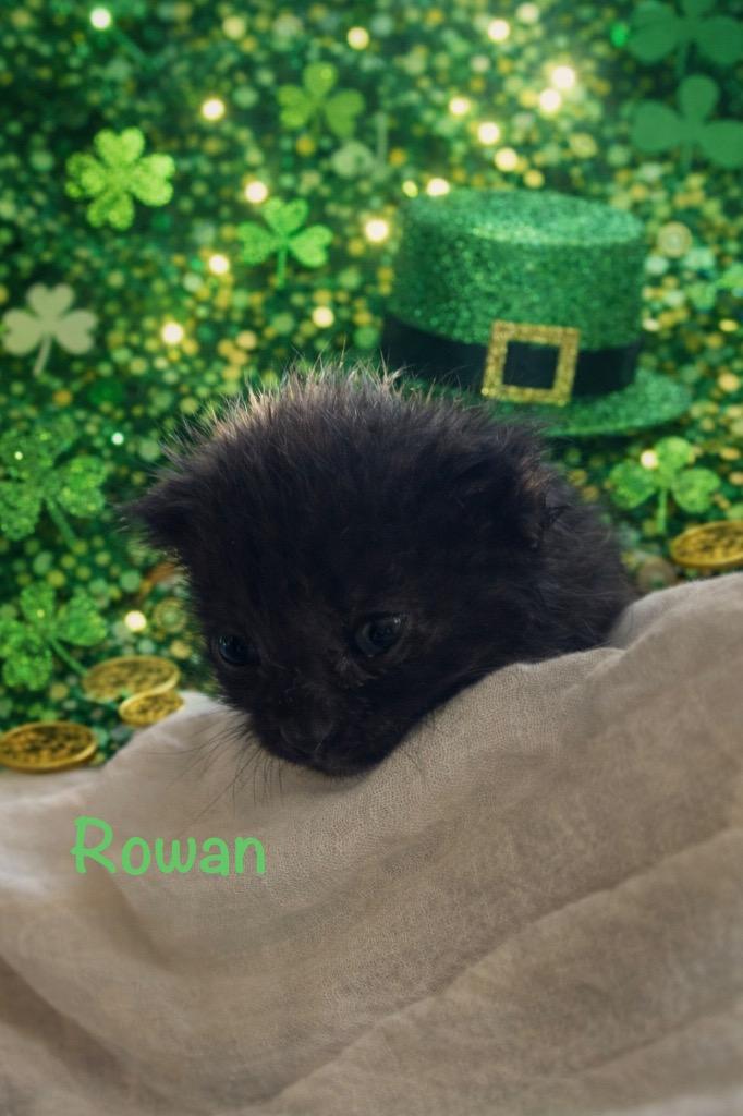 Rowan, a Adoptable mixed breed in Johnson City, TN image 2/6