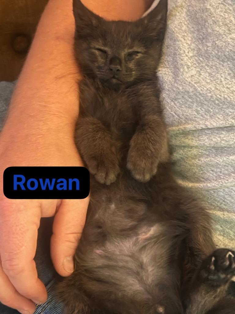 Rowan, a Adoptable mixed breed in Johnson City, TN image 3/6