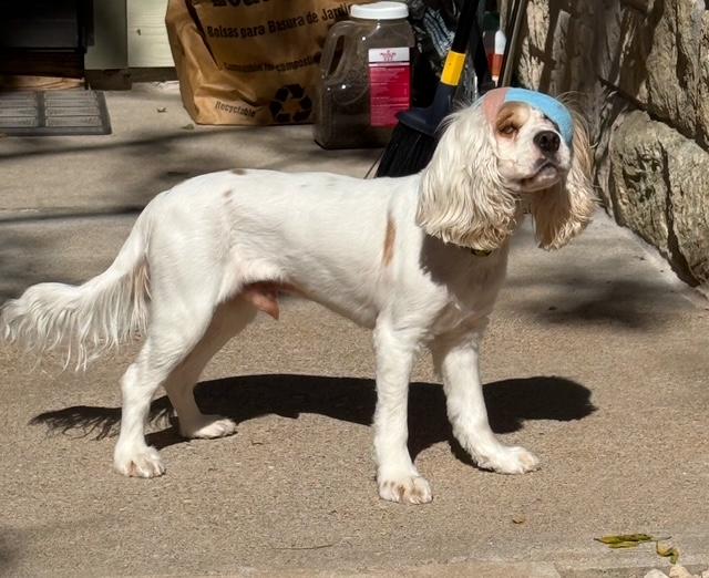Legend, a Adoptable Cocker Spaniel in Austin, TX image 3/5