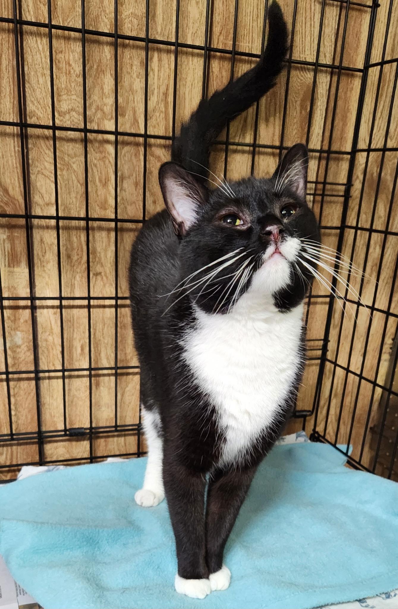 Diesel, a ADOPTABLE Tuxedo in Linden, NJ image 3/6