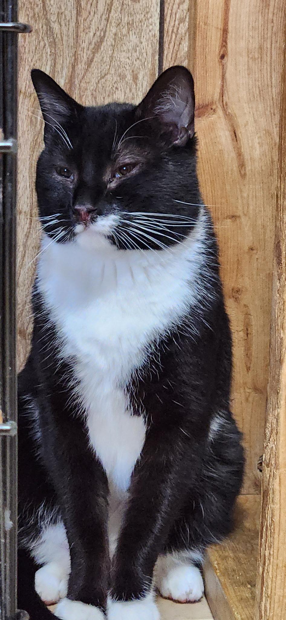 Diesel, a ADOPTABLE Tuxedo in Linden, NJ image 4/6