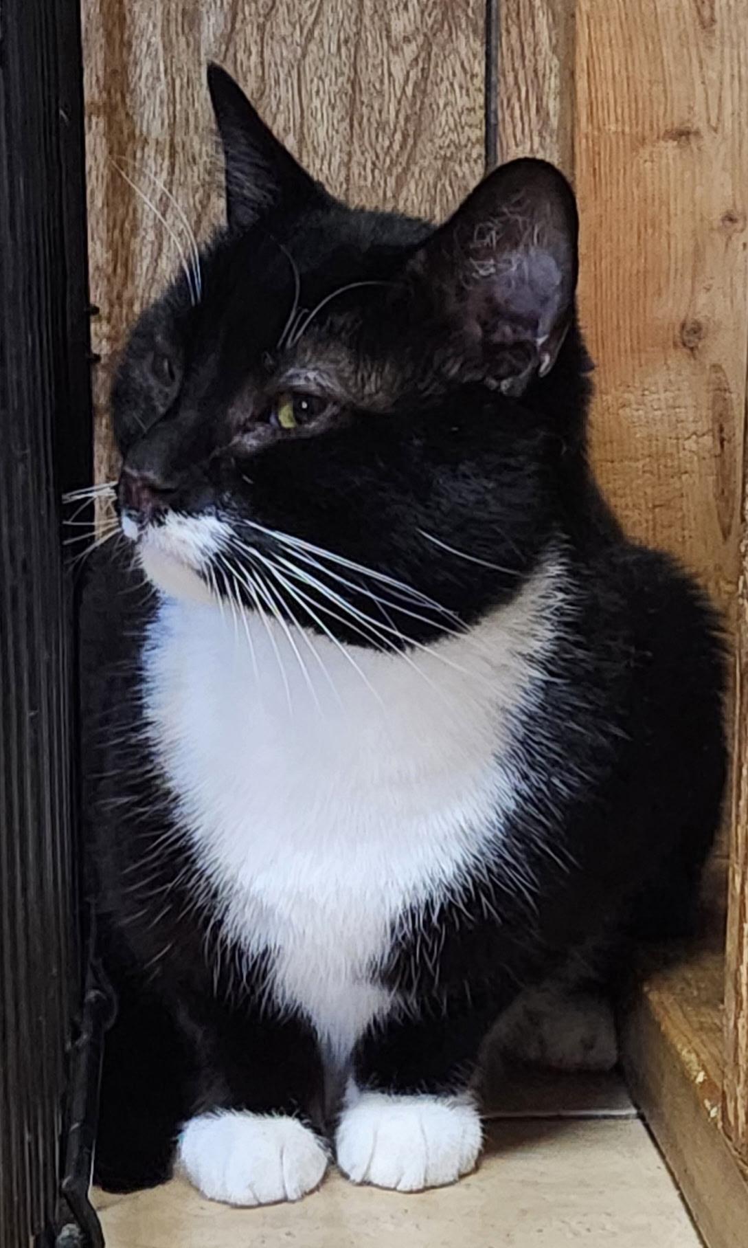 Diesel, a ADOPTABLE Tuxedo in Linden, NJ image 5/6