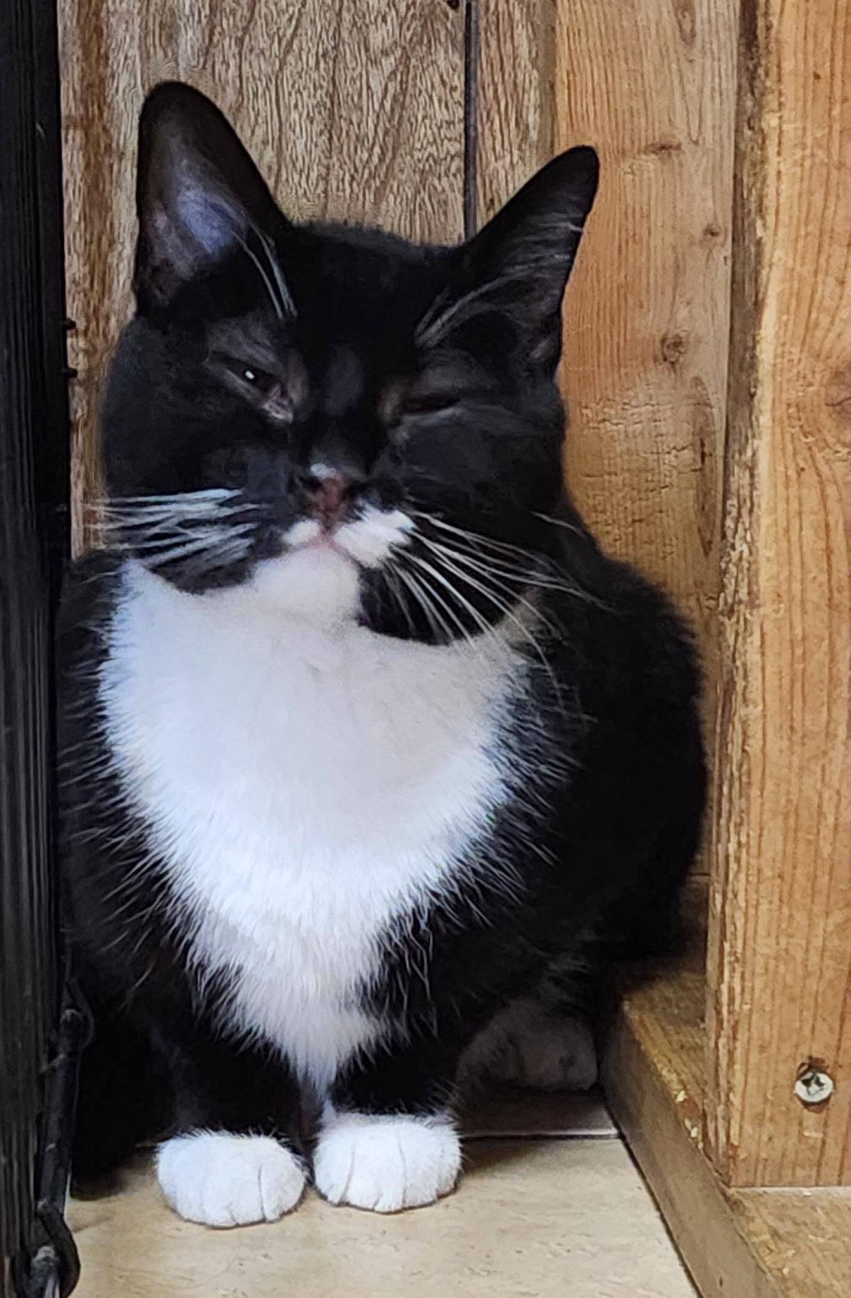 Diesel, a ADOPTABLE Tuxedo in Linden, NJ image 2/6