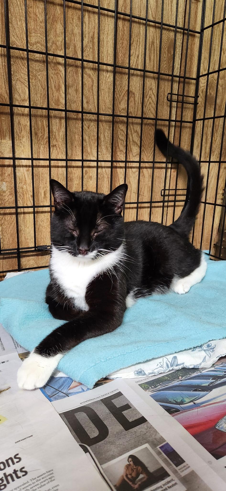 Diesel, a ADOPTABLE Tuxedo in Linden, NJ image 6/6