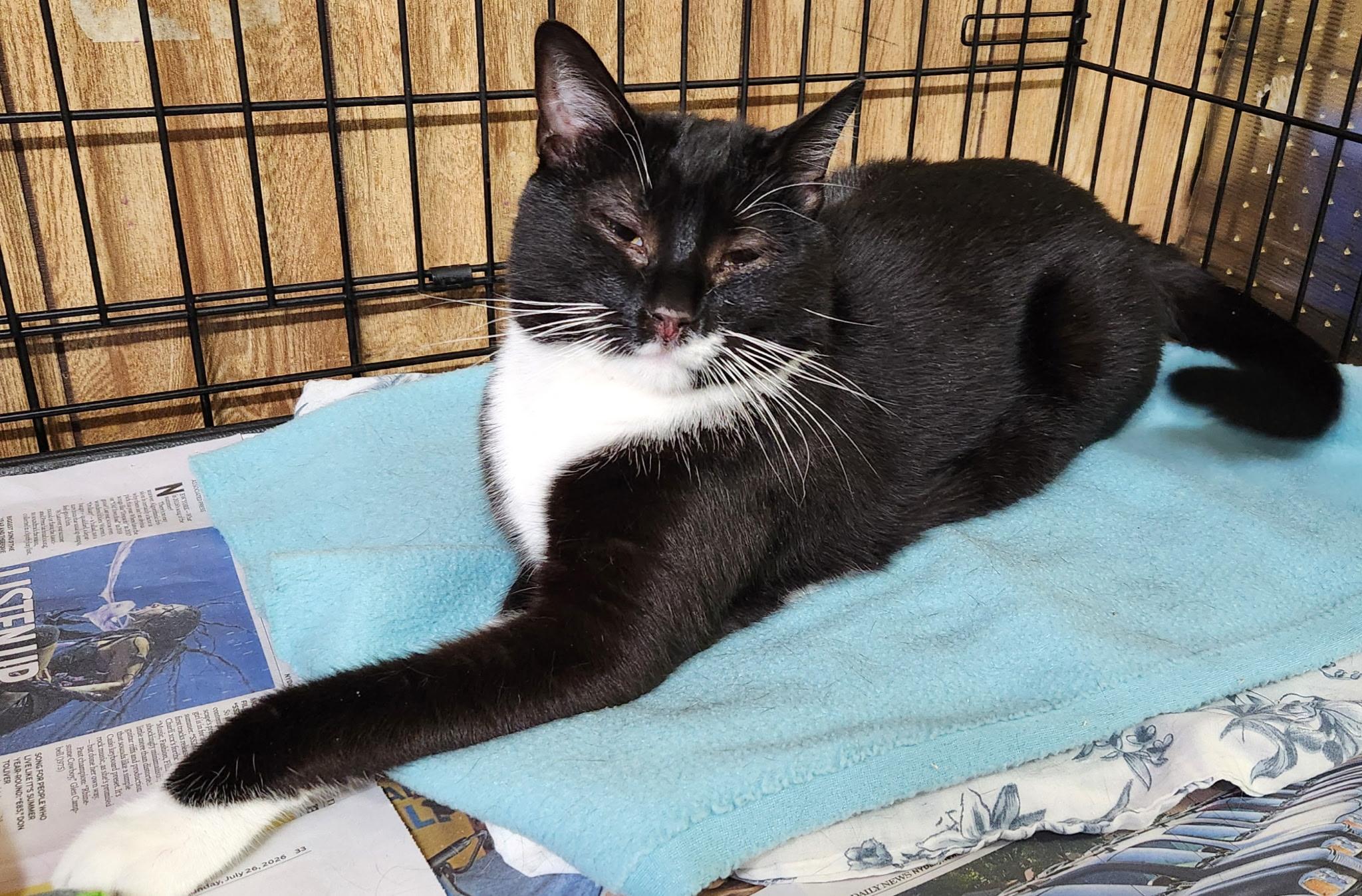 Diesel, ADOPTABLE, Young Male Tuxedo.