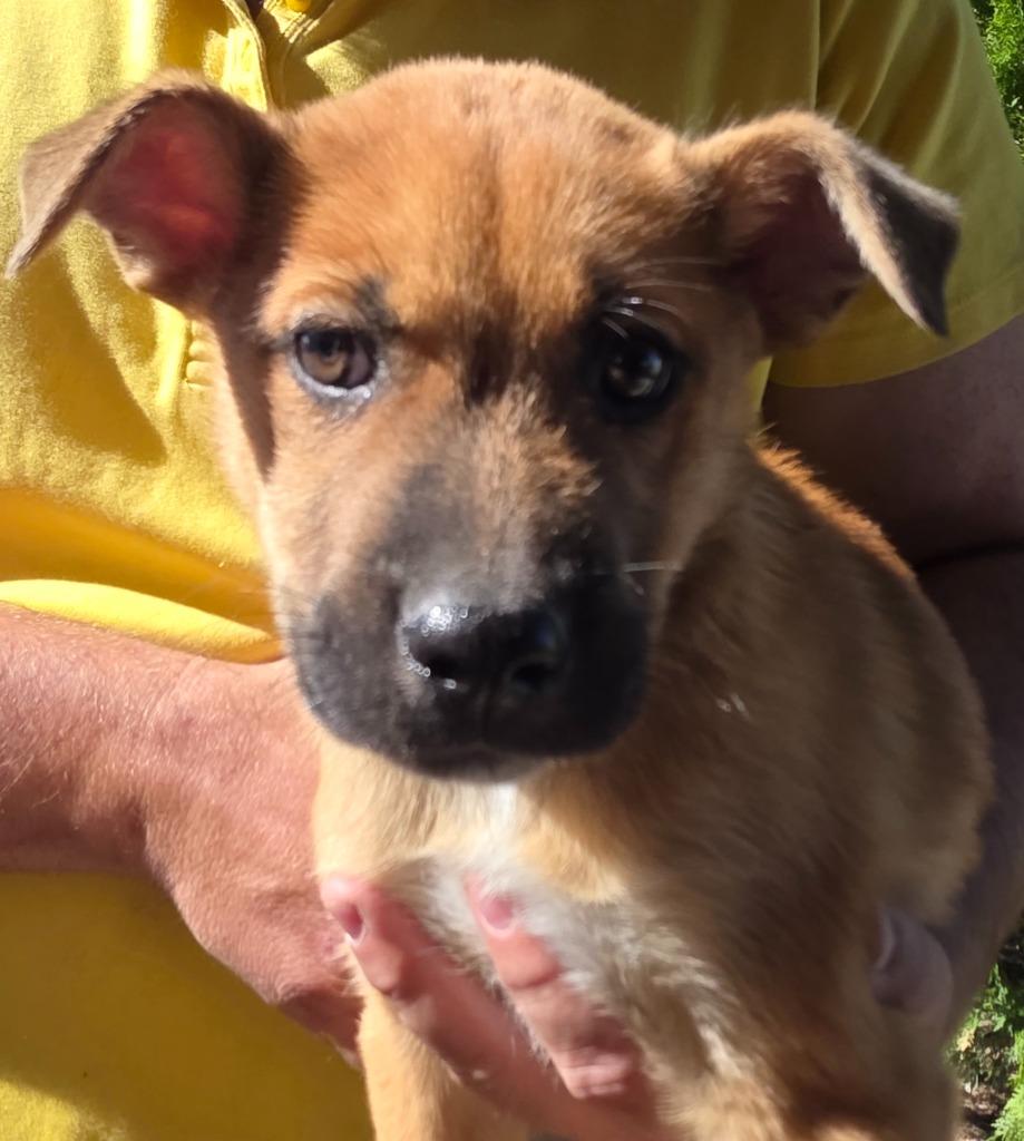 Dawn, Adoptable, Young Female Mixed Breed.