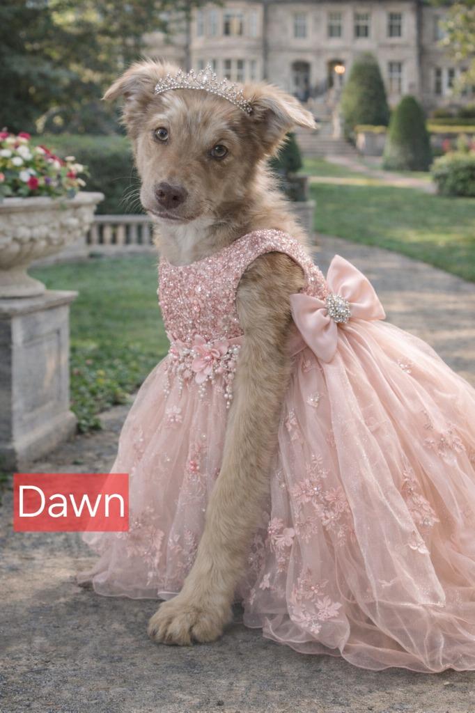 Enlarge Dawn, a Adoptable mixed breed in Fort Stockton, TX image 2/5