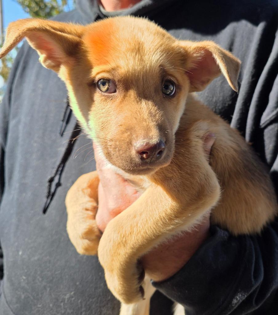 Enlarge Dawn, a Adoptable mixed breed in Fort Stockton, TX image 5/5