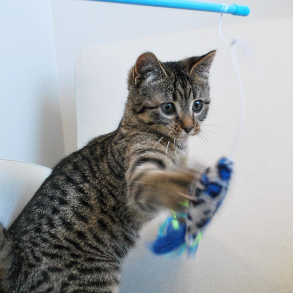 Enlarge Topaz, a Adoptable Domestic Short Hair in North Battleford, SK image 1/6