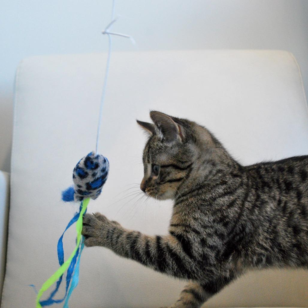 Enlarge Topaz, a Adoptable Domestic Short Hair in North Battleford, SK image 2/6