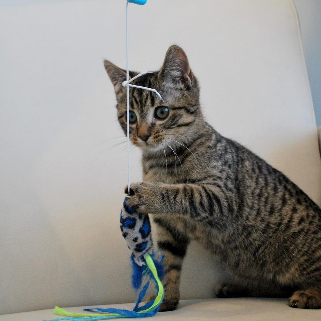 Enlarge Topaz, a Adoptable Domestic Short Hair in North Battleford, SK image 3/6