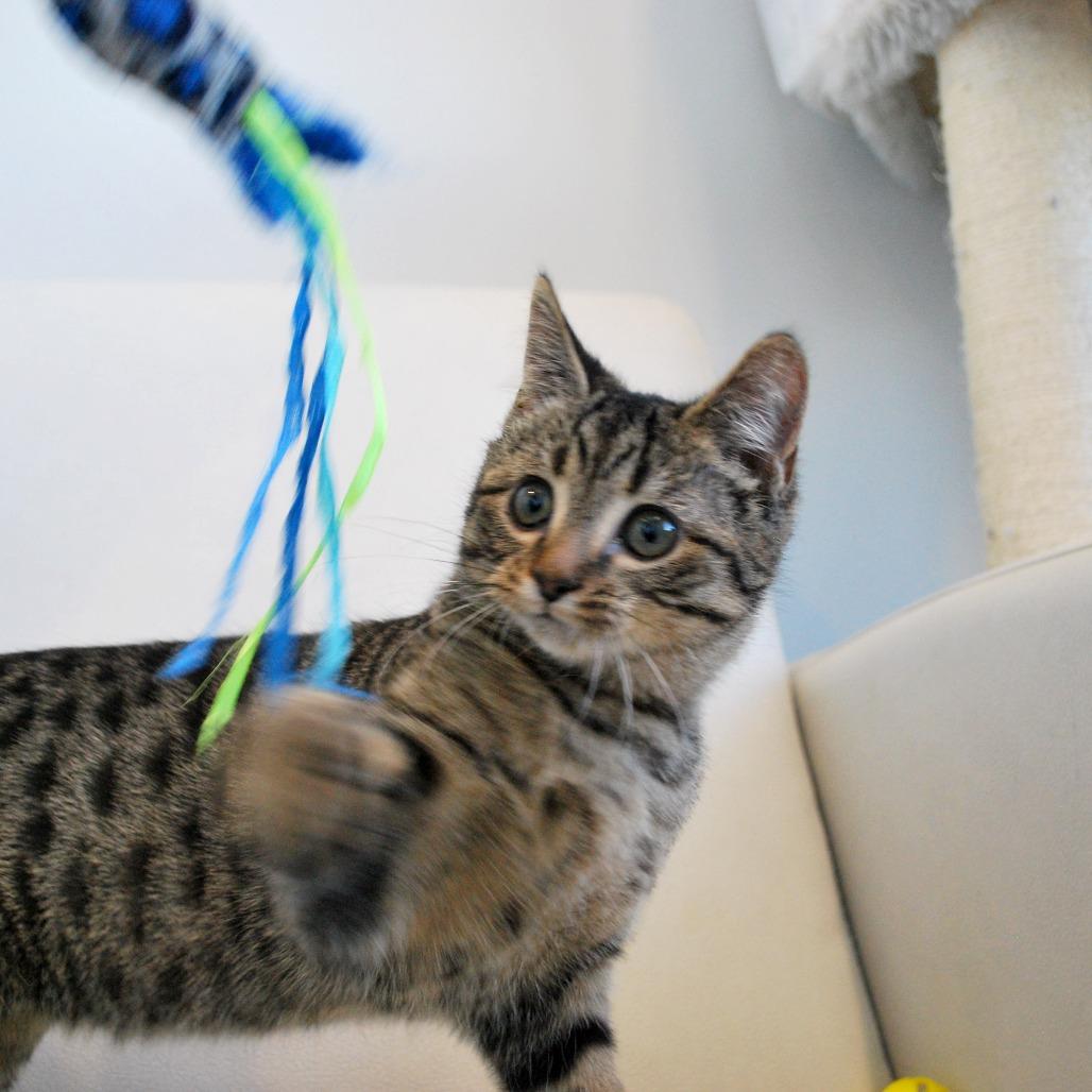 Enlarge Topaz, a Adoptable Domestic Short Hair in North Battleford, SK image 4/6