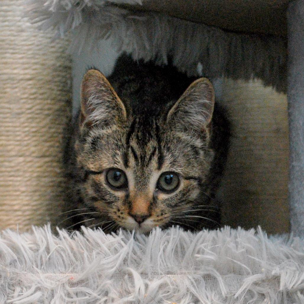 Enlarge Topaz, a Adoptable Domestic Short Hair in North Battleford, SK image 6/6