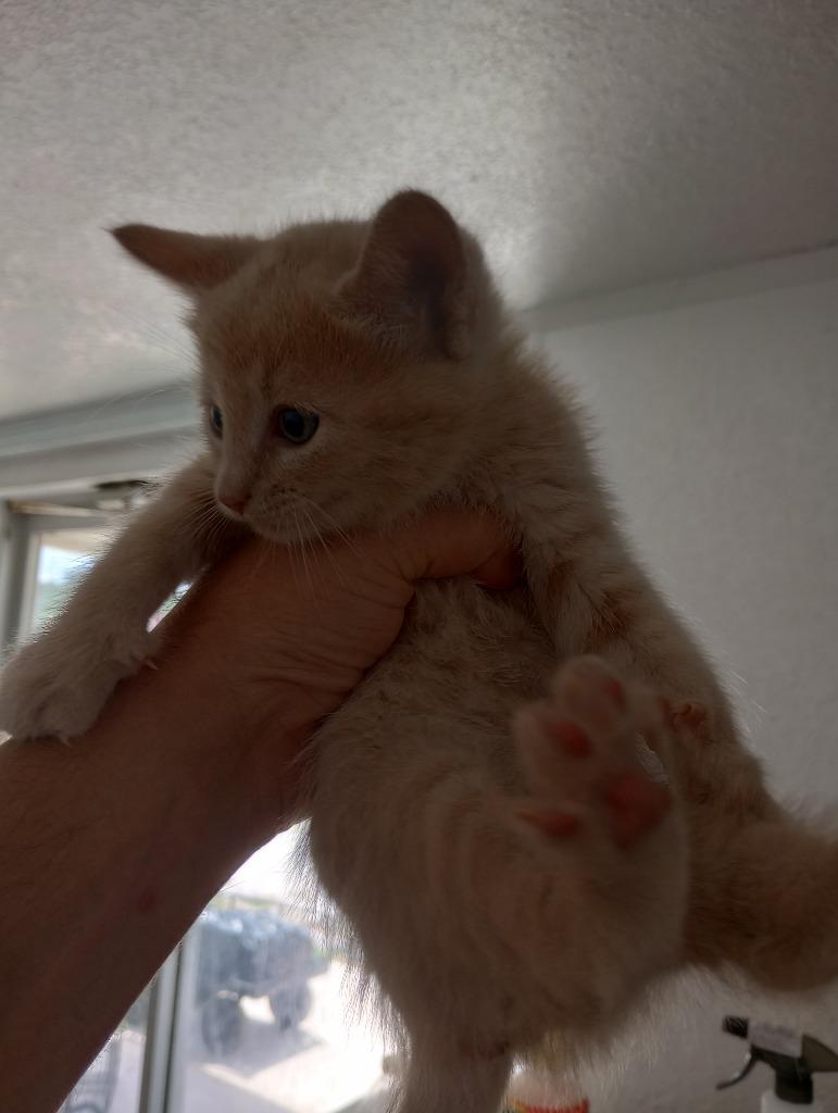 Enlarge Raven Roth, a Adoptable mixed breed in Brownwood, TX image 1/1