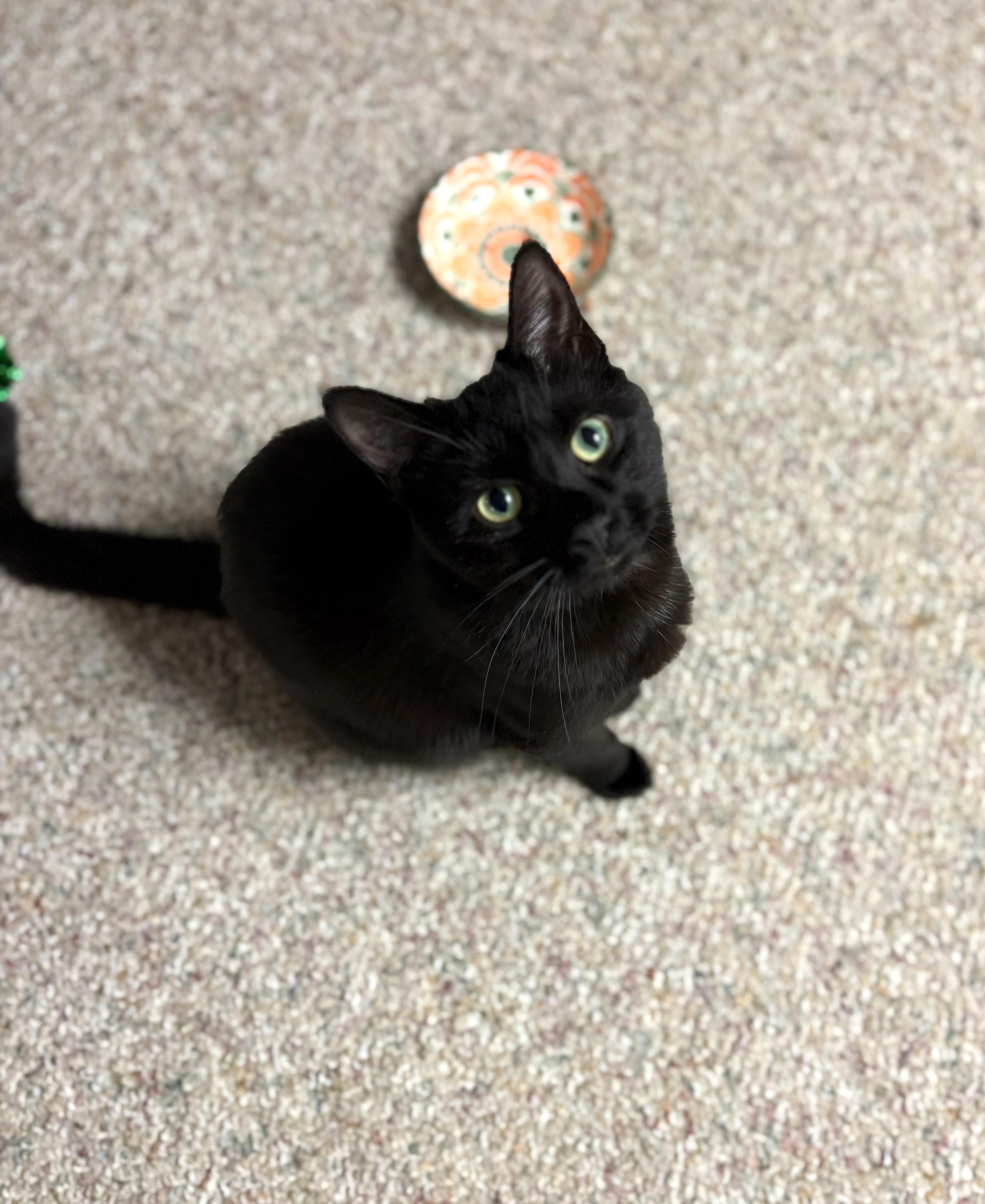 Hermione, adopted, Kitten Female Domestic Short Hair.