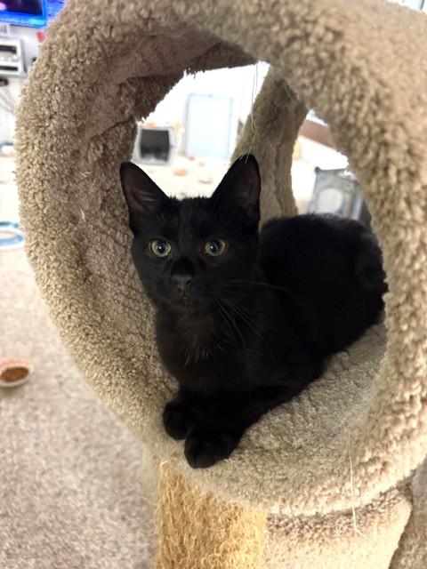 Enlarge Hermione, an adopted Domestic Short Hair in Boiling Springs, PA image 2/4