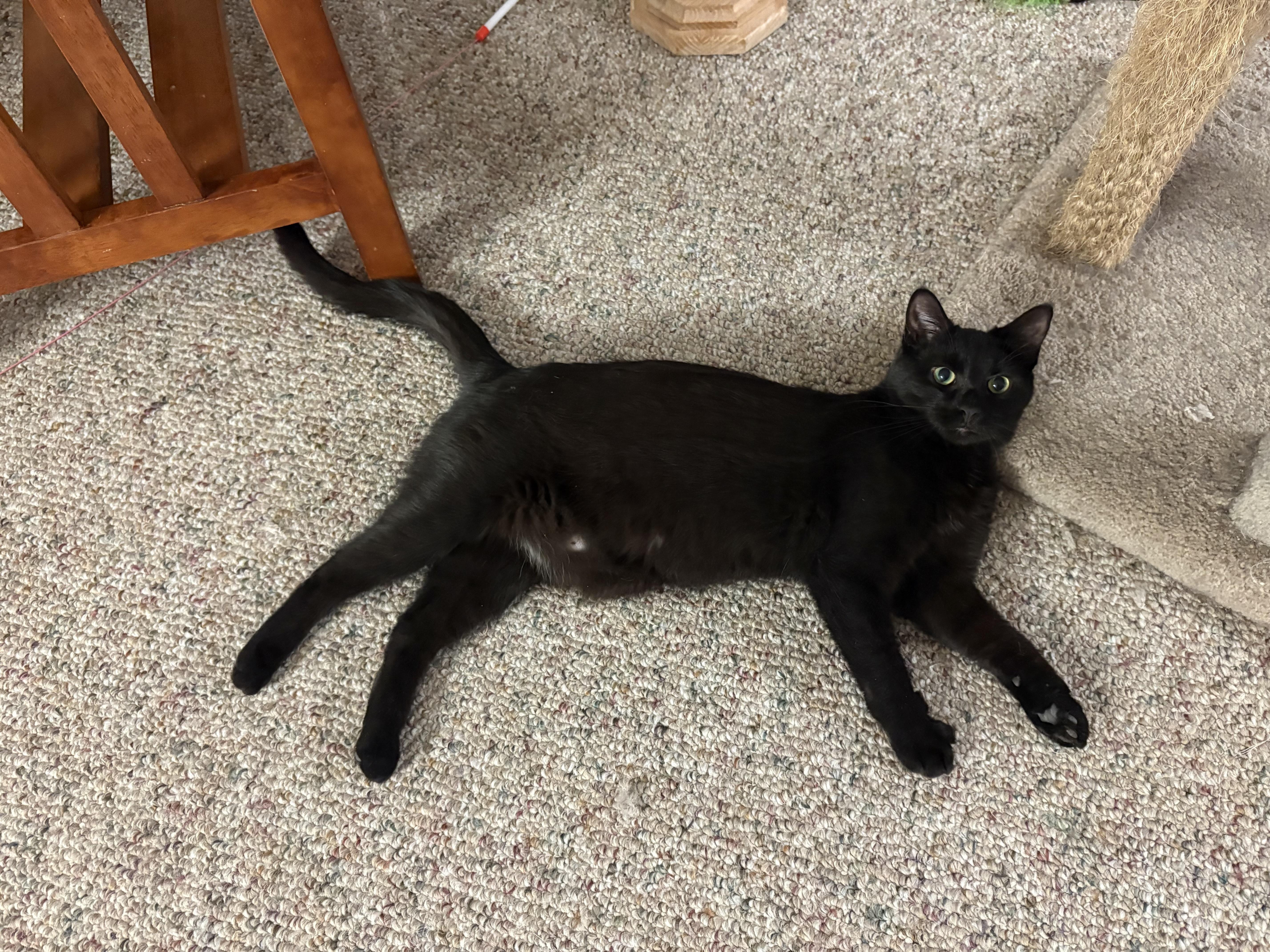 Enlarge Hermione, an adopted Domestic Short Hair in Boiling Springs, PA image 4/4