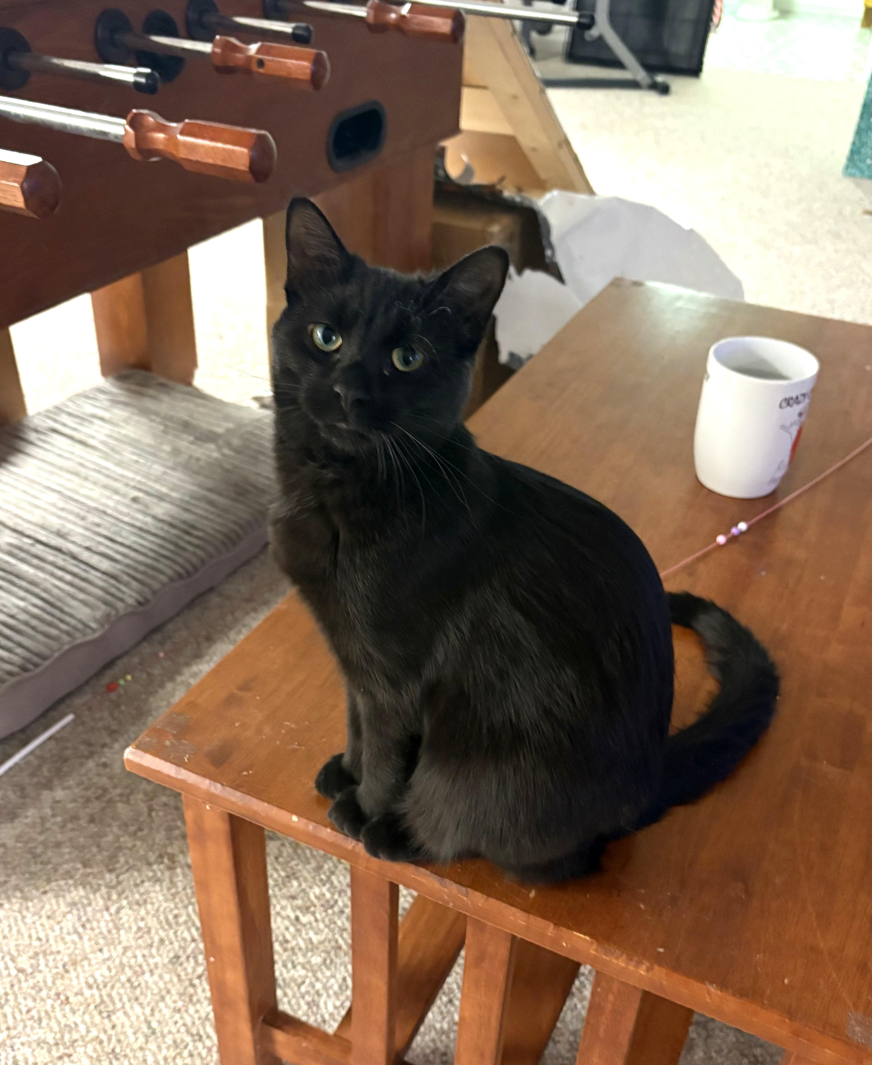 Enlarge Hermione, an adopted Domestic Short Hair in Boiling Springs, PA image 3/4