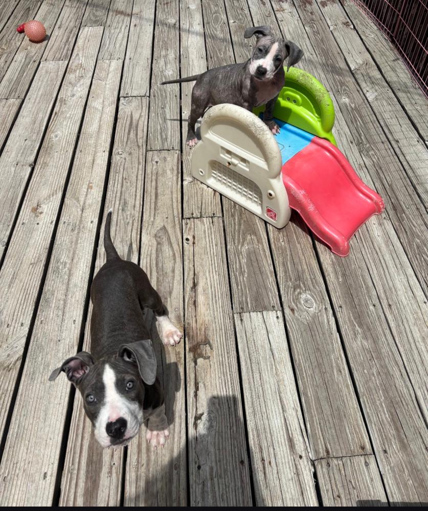 FAE, Adoptable, Puppy Female American Bulldog.
