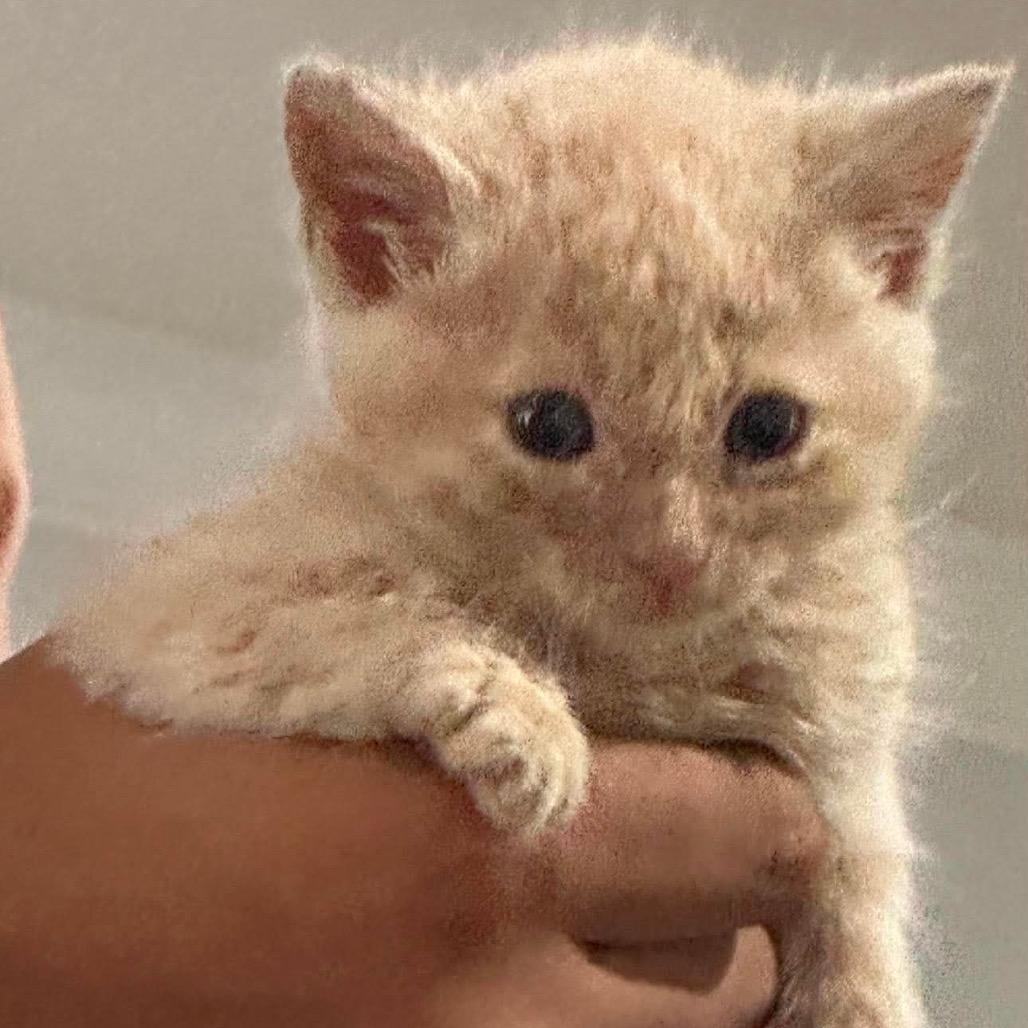 kit 4, Adoptable, Kitten Female Domestic Short Hair.